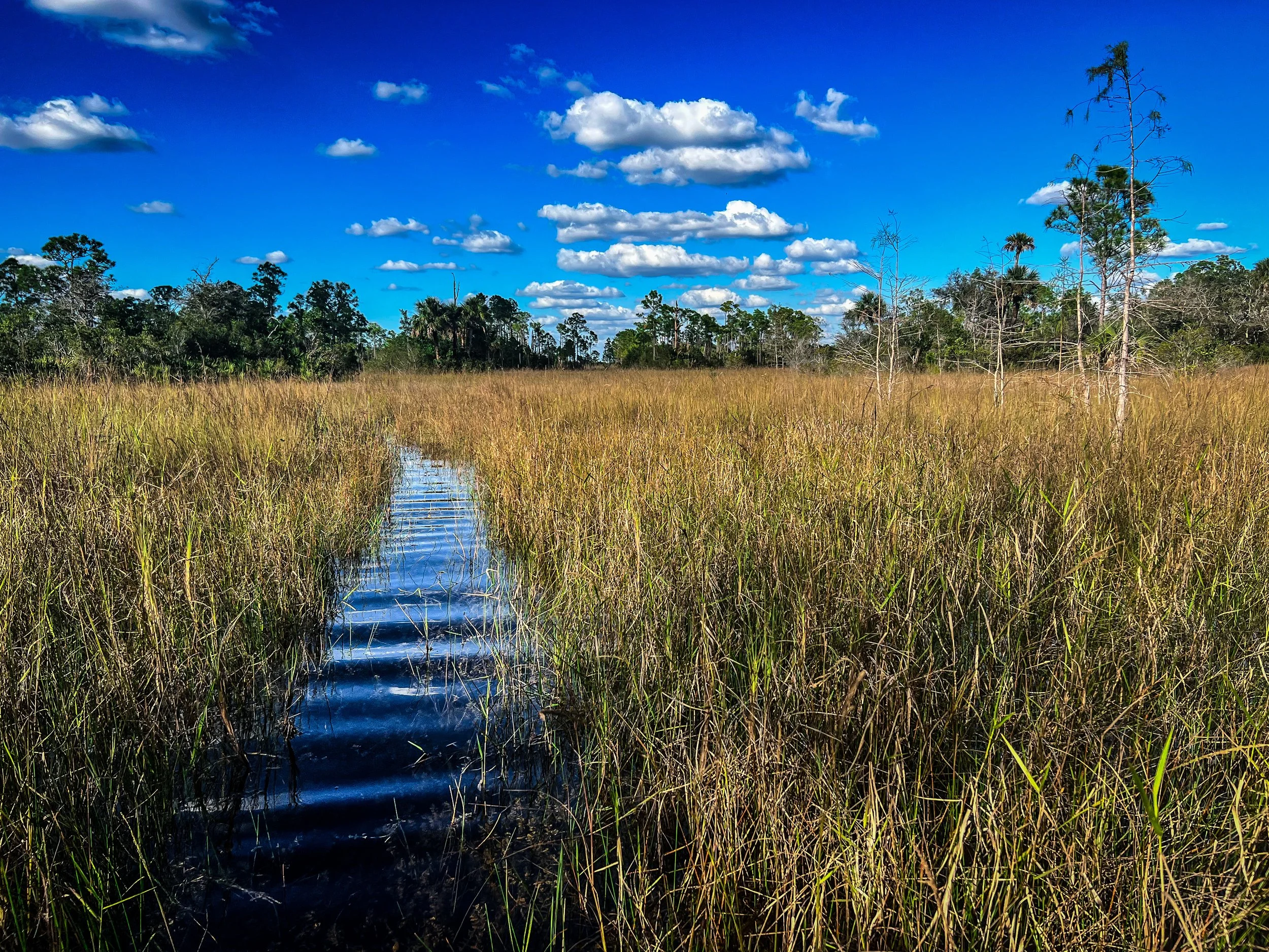 Everglades sawgrass prairie in South Florida wetland ecosystem