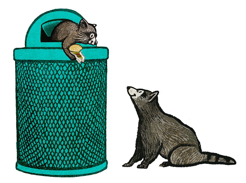raccoons.jpg