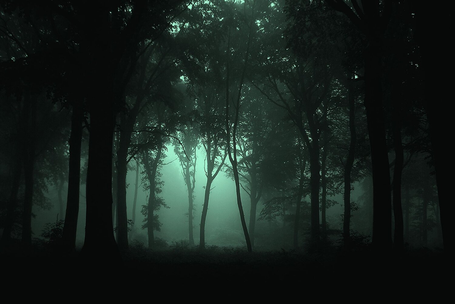 Gloomy_Forest.jpeg