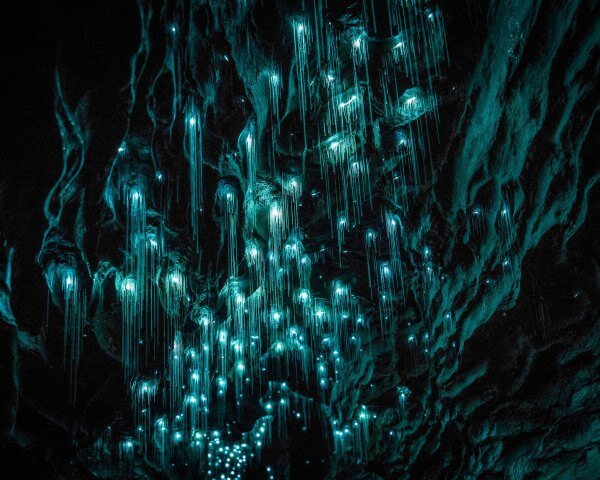 Glowworm-Caves-Magical-600x480.jpeg