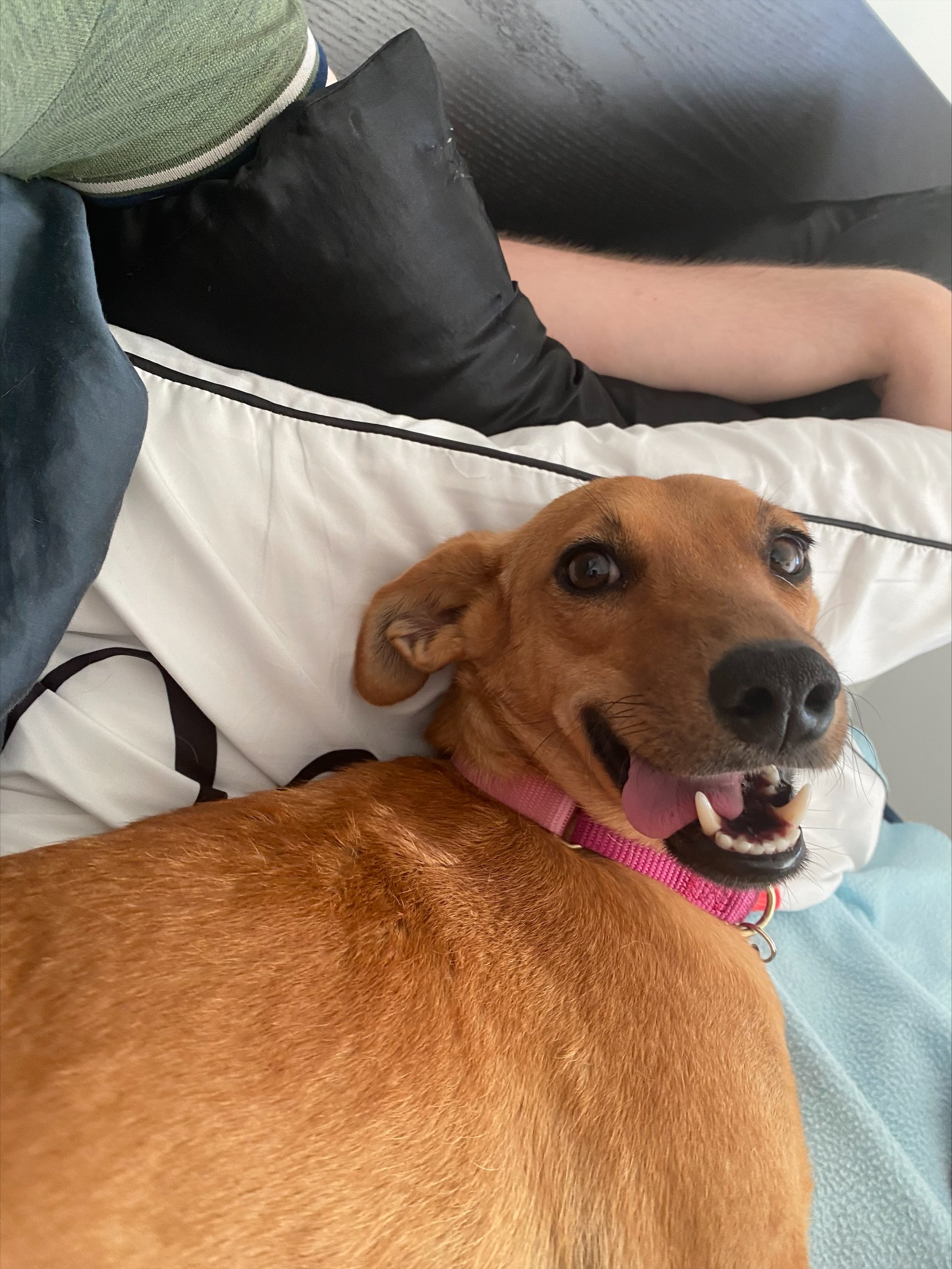 2 month ‘pup-date’ on Flo!