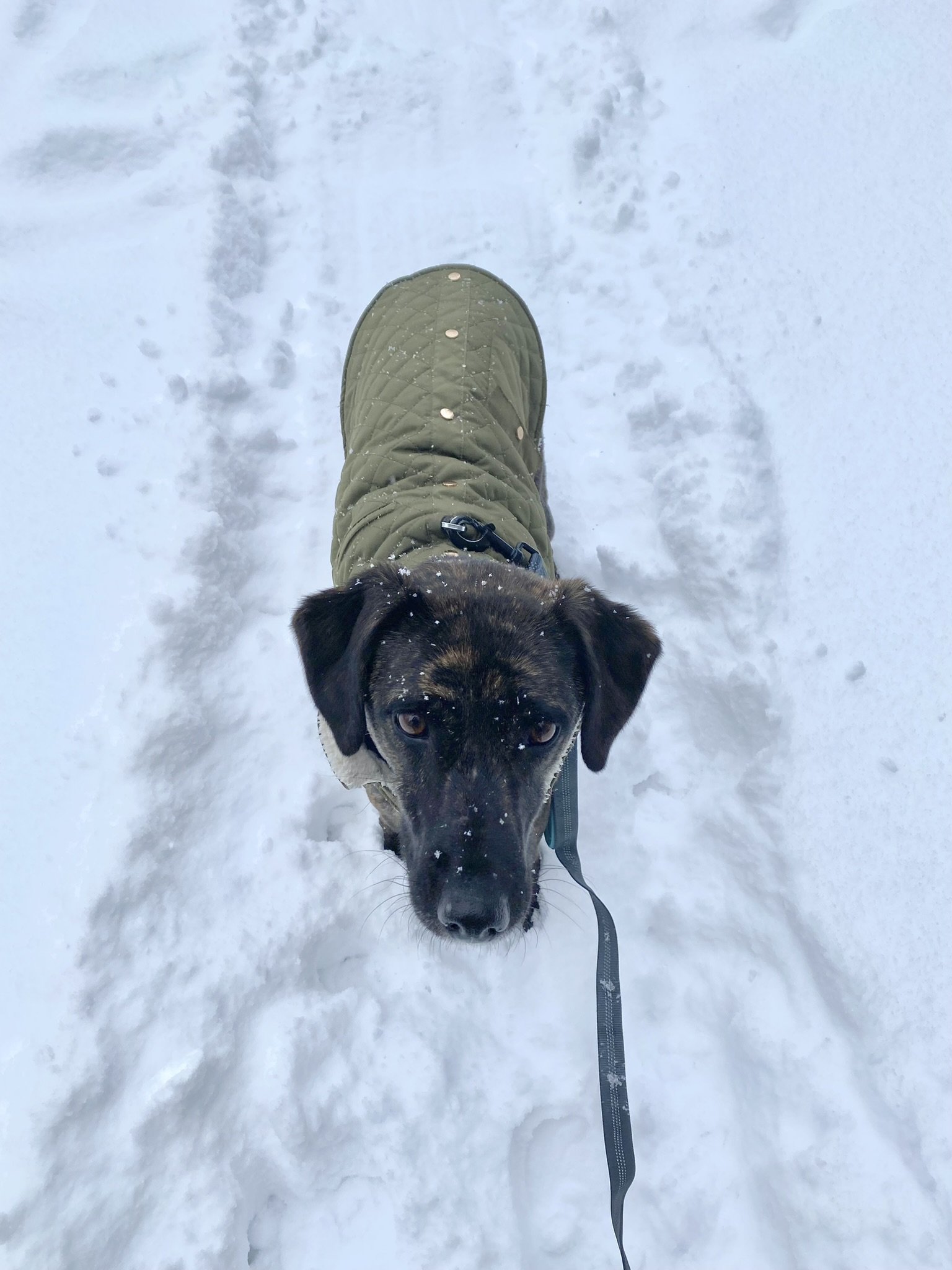 Ellie’s found her furever home!