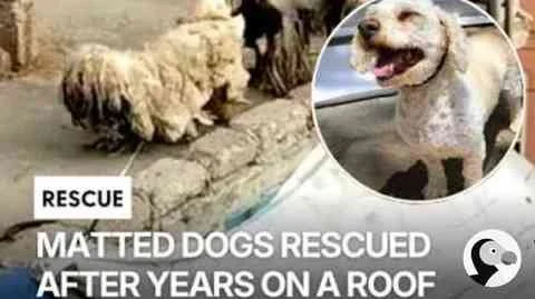 Photo from The Dodo feature on the matted dogs rescued after years on a roof