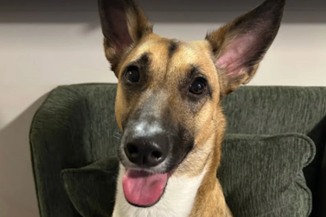 Screenshot 2024-01-20 at 4.11.01 PM.jpg