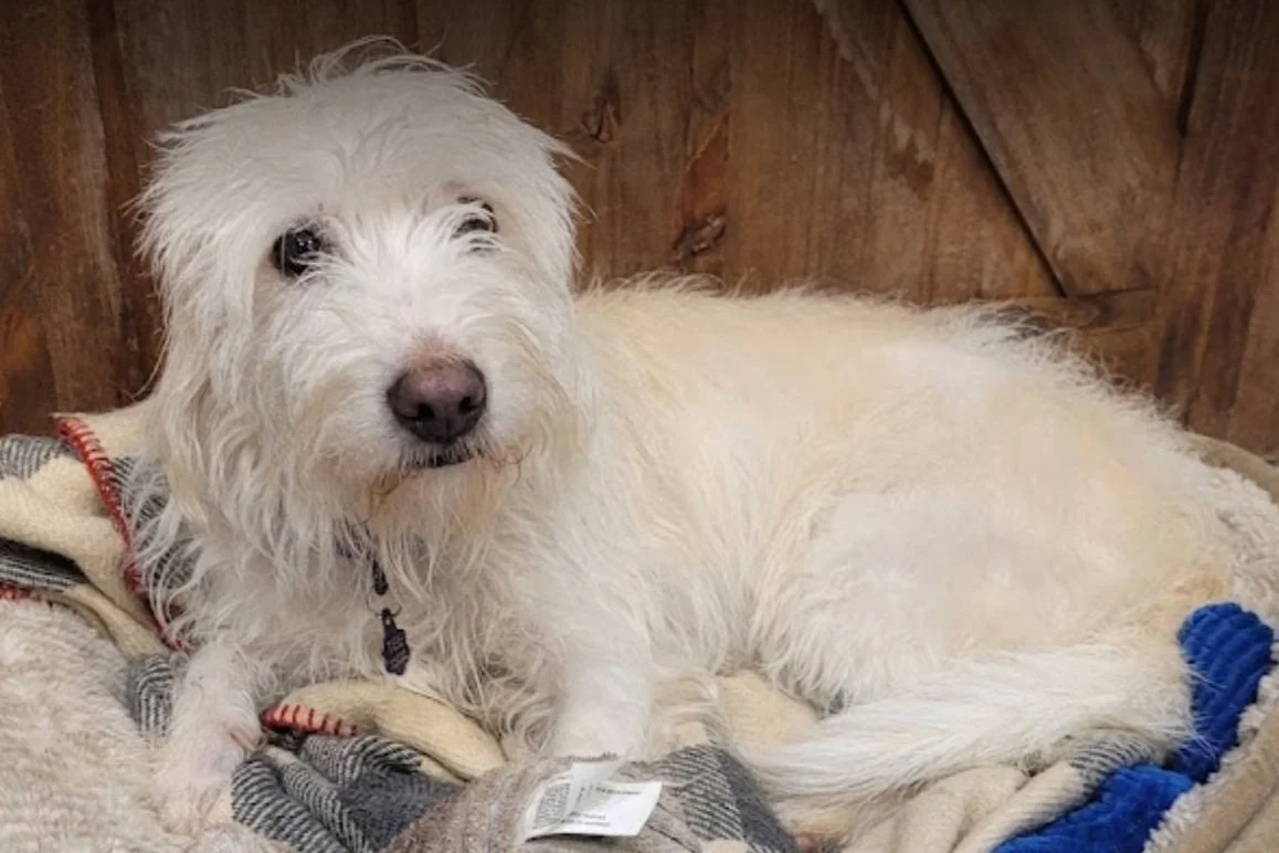 Screenshot 2024-01-20 at 4.02.15 PM.jpg