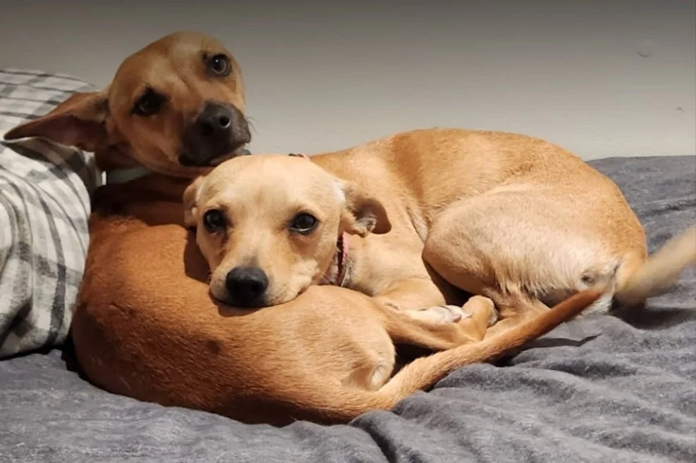 Screenshot 2024-01-20 at 4.06.07 PM.jpg