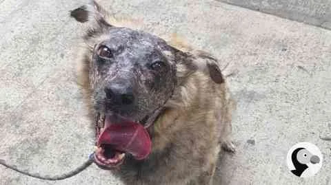 Photo of Koa from The Dodo article about her skin condition and search for a home