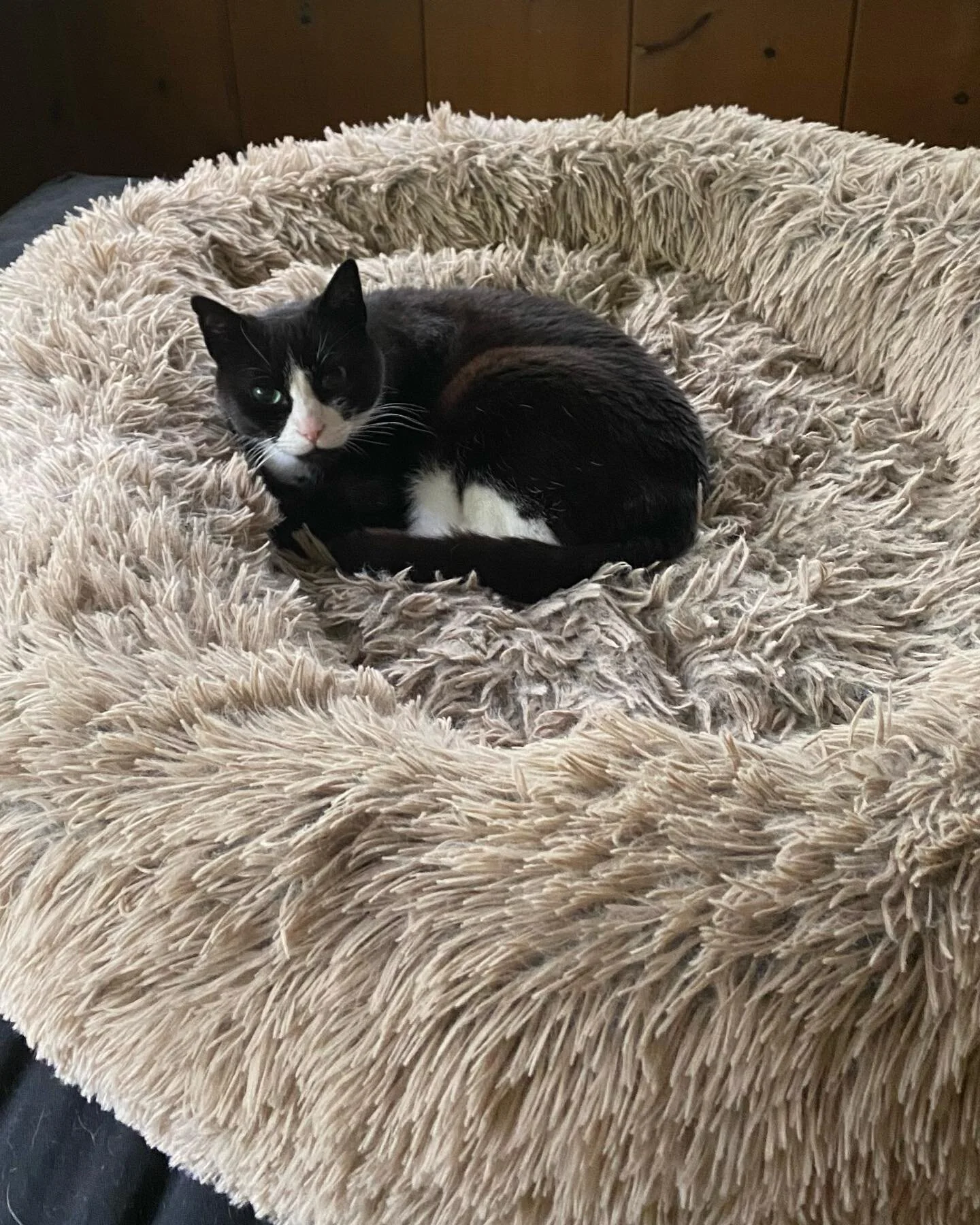 Say Hello to Shabu! My 13 yr old Tuxedo cat who routinely takes over his younger sister’s bed and is a big part of teaching me and helping many other clients who have multiple animals in the same household. As you can tell, he truly is the boss