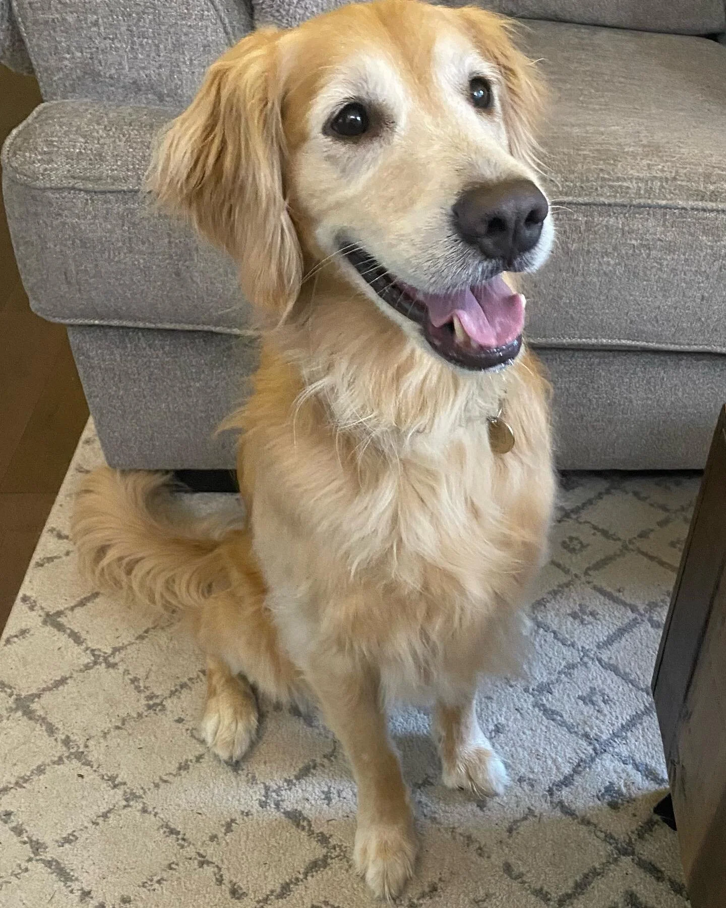 Say Hello to Sadie! She is a 4 yr old Golden who pulls hard on her leash after squirrels and bunnies as well as other dogs!  Educated owners how to exercise loose leash walking techniques to change their connection and communication with her to help