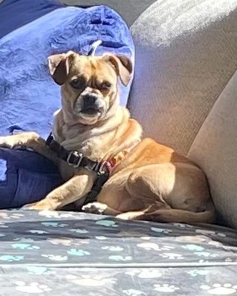 Say Hello to Gretchen! A 5 yr old Pug mix who has a bite history to both people and dogs. She is territorial to her owners but generally calm after appropriate introductions without direct contact or petting. Educated owners on ways to support and ma