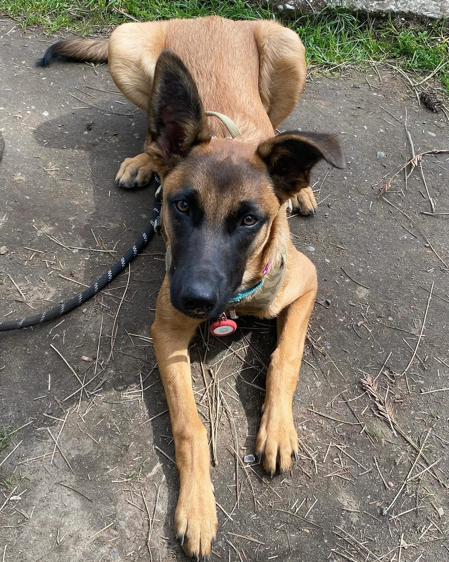 Say Hello to Vega! A 5 month old Belgian Shepherd who has lots of energy, jumps, digs and going through normal puppy arousal and excitement around family and visitors. She is very sweet, smart and receptive to learning and encouragement. Educated fam