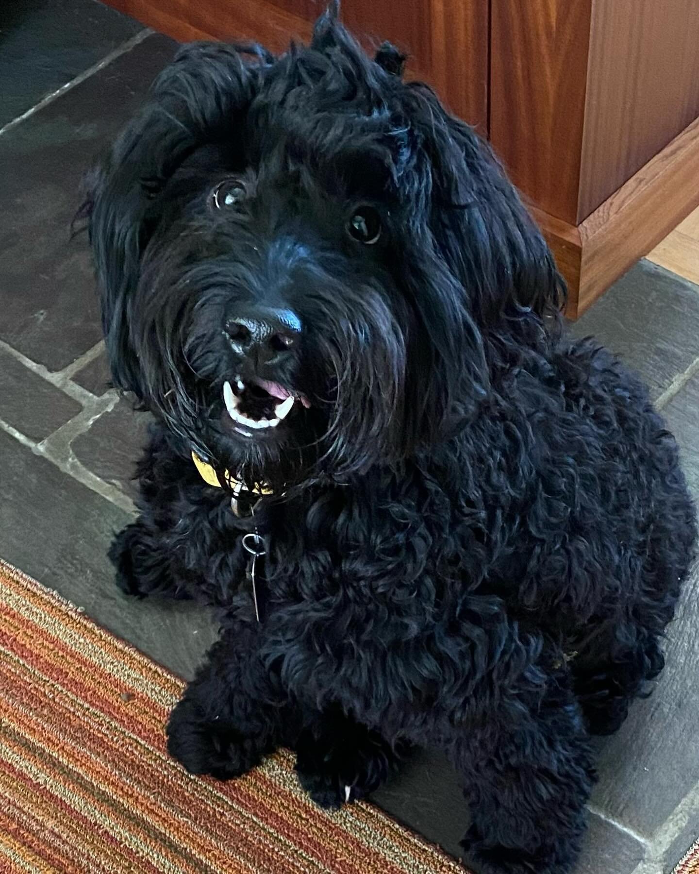 Say Hello to Finley! A now 7 mo old Flat Coat Retriever who had surgeries to both of his hind legs to cure a very rare congenital disorder. This procedure has given him the potential of a full life to run and play again as his happiness shows more an