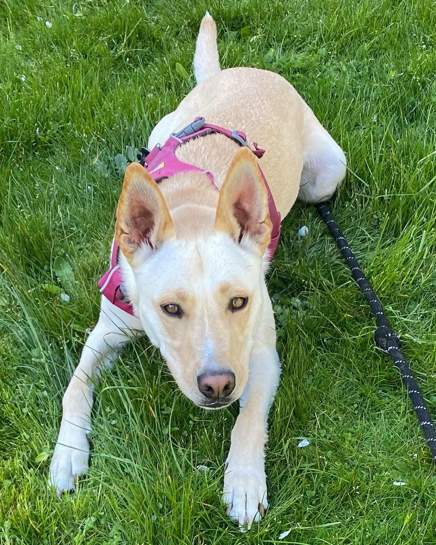 Say Hello to Luna! A 3 yr old Husky Pit mix who has general reactivity to dogs on leash and barking when passing the home. Educated owners on strategies to teach Luna how to manage her arousal, demand behavior by implementing ways to work harder and 