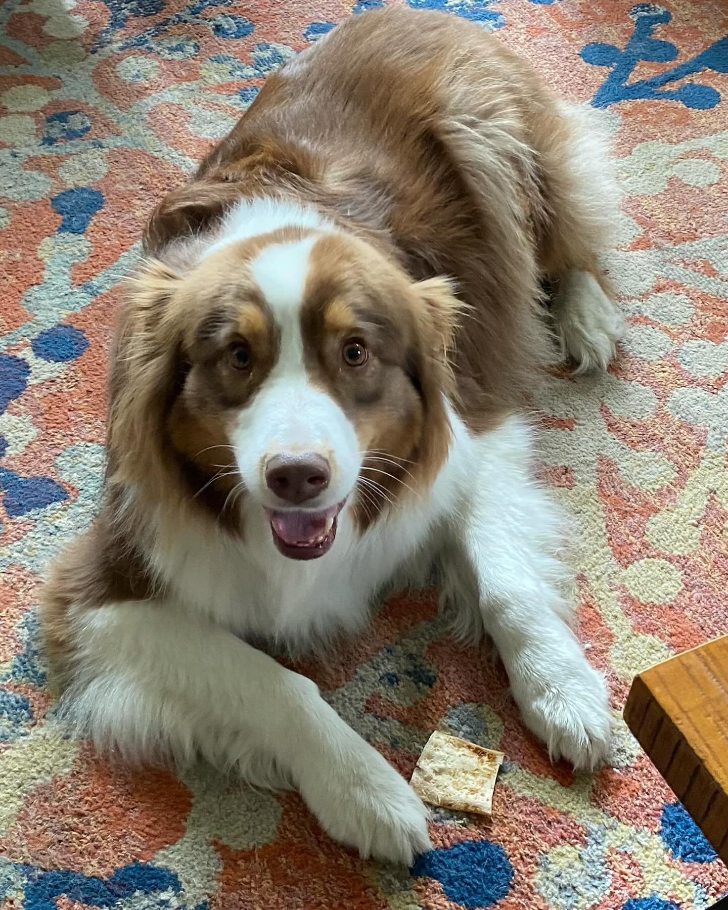 Say Hello to Maggie! A 5.5 yr old Aussie Shepherd who is very sensitive to loud random noises in her neighborhood both inside and outside the home. She has challenges with small children, vacuums and smaller female dogs. Educated owners on how to cre