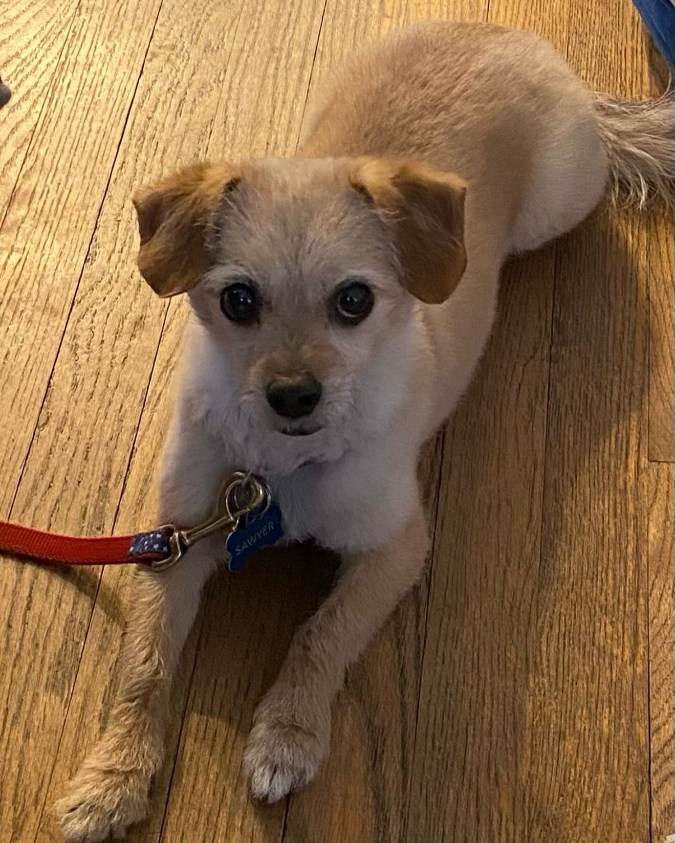 Say Hello to Sawyer! A 5 yr old Terrier mix who has made the long trek to Seattle to live with his owner in an eventual assisted living home. He barks to new visitors, weary with small children but does fantastic in public settings and hotels. Educat