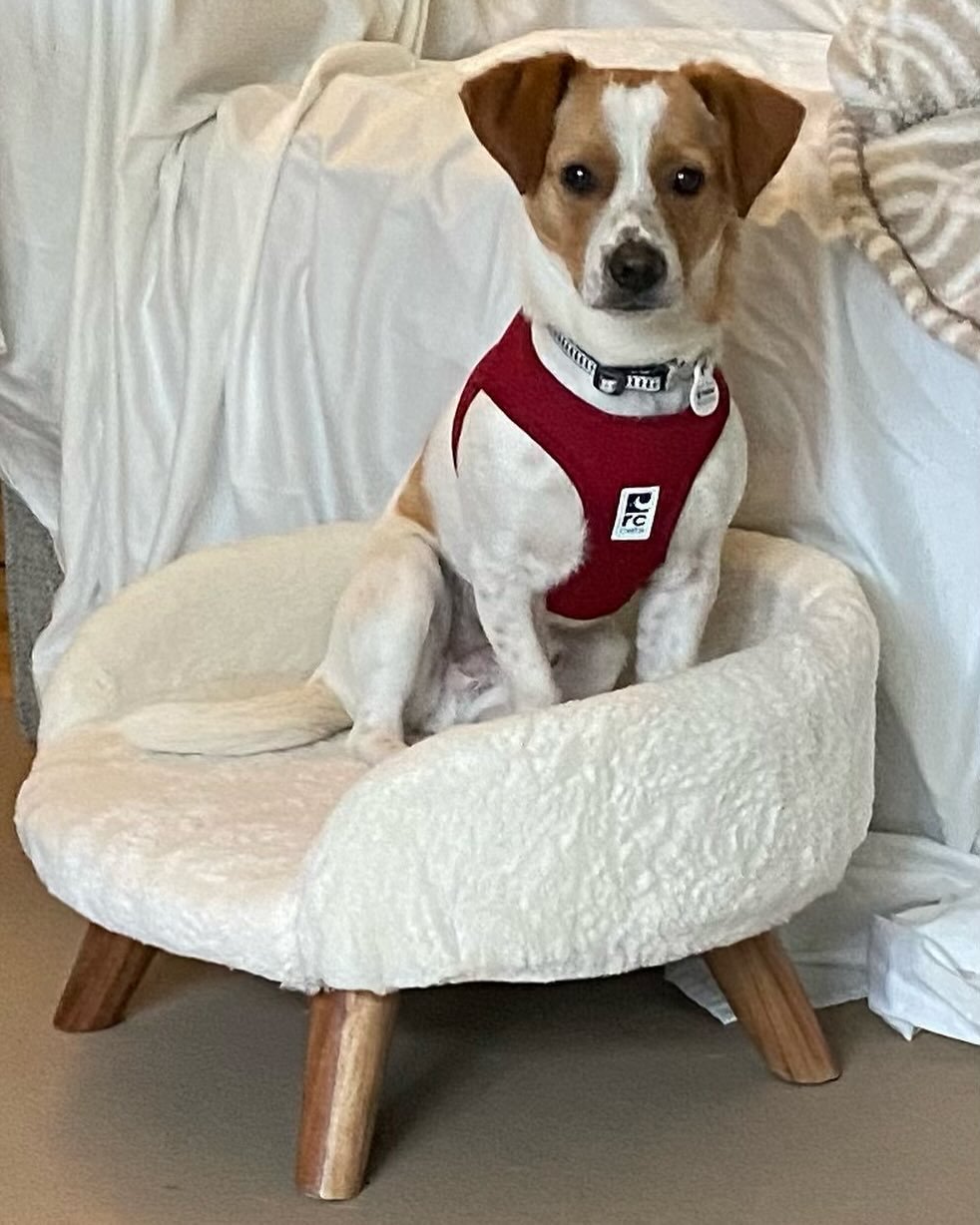 Say Hello to Pippin! A year old Jack Russell/Dachshund mix who randomly showed up at their home one night and eventually became theirs after much effort to find previous owner. Challenges like sleeping through the night, barking on leash and inside h