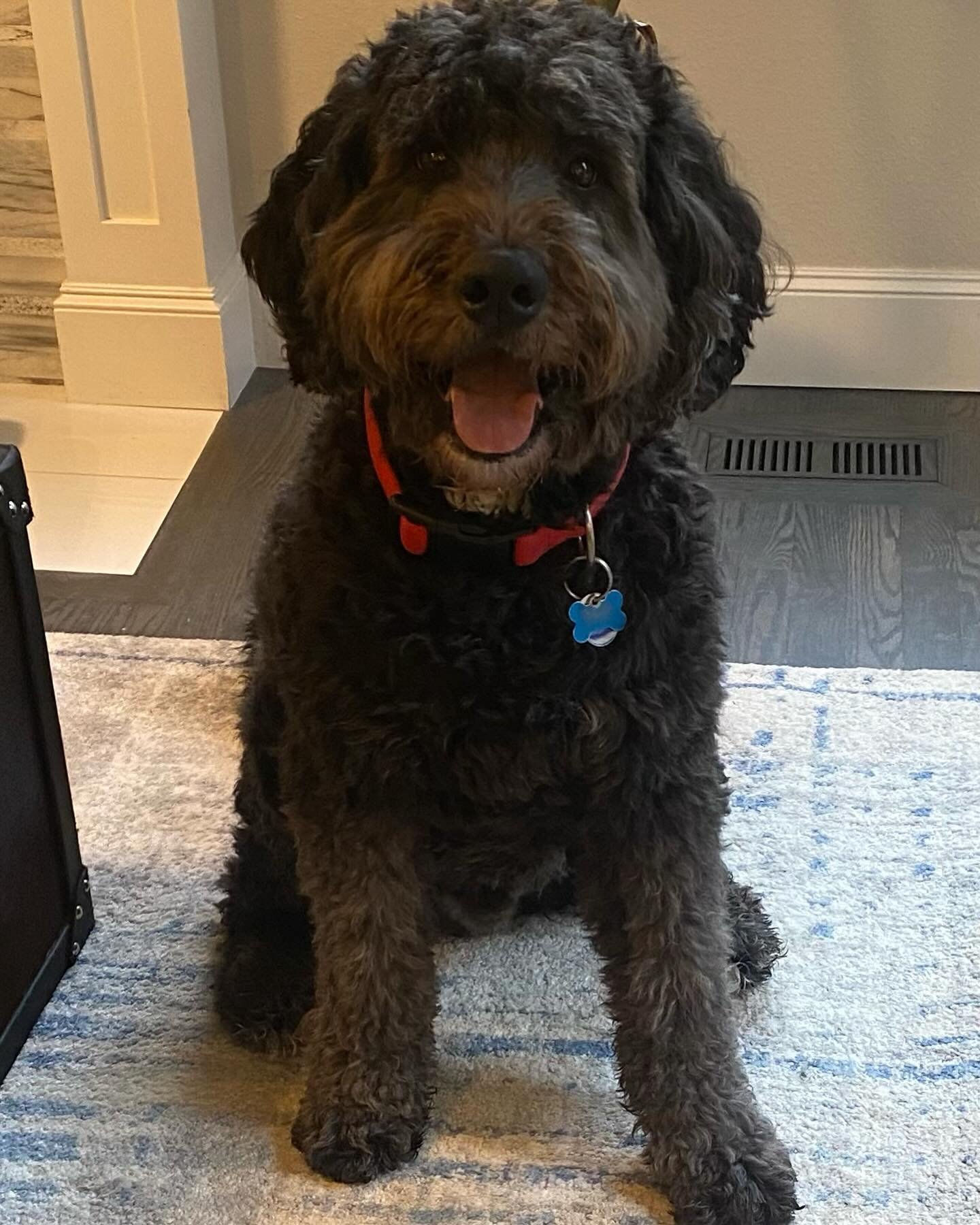 Say Hello to Cyrano! A 4 yr old Bernadoodle who reacts to new visitors to his home and on leash when seeing dogs in the neighborhood. Educated owners on how to best support, lead and motivate him to work and follow clear instructions to ease his emot
