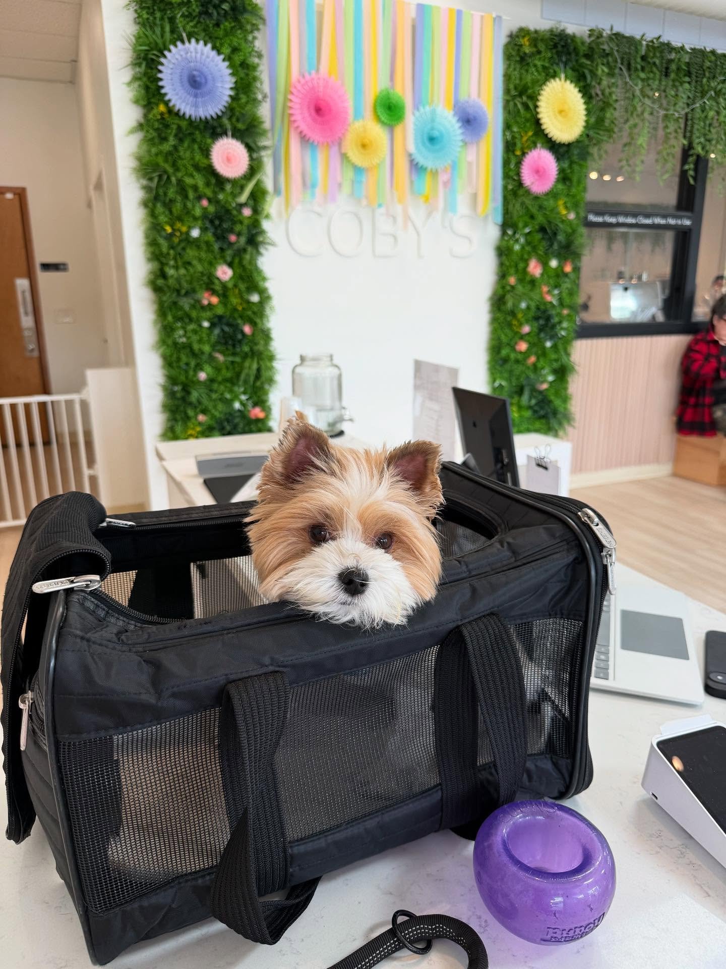 Here&rsquo;s Coby! The 4 yr old Yorkshire Terrier and namesake of his cafe! Owner looking for ways to manage his alert barking during greetings to new and returning customers. We used his carry crate to have him always greet people first (who he love