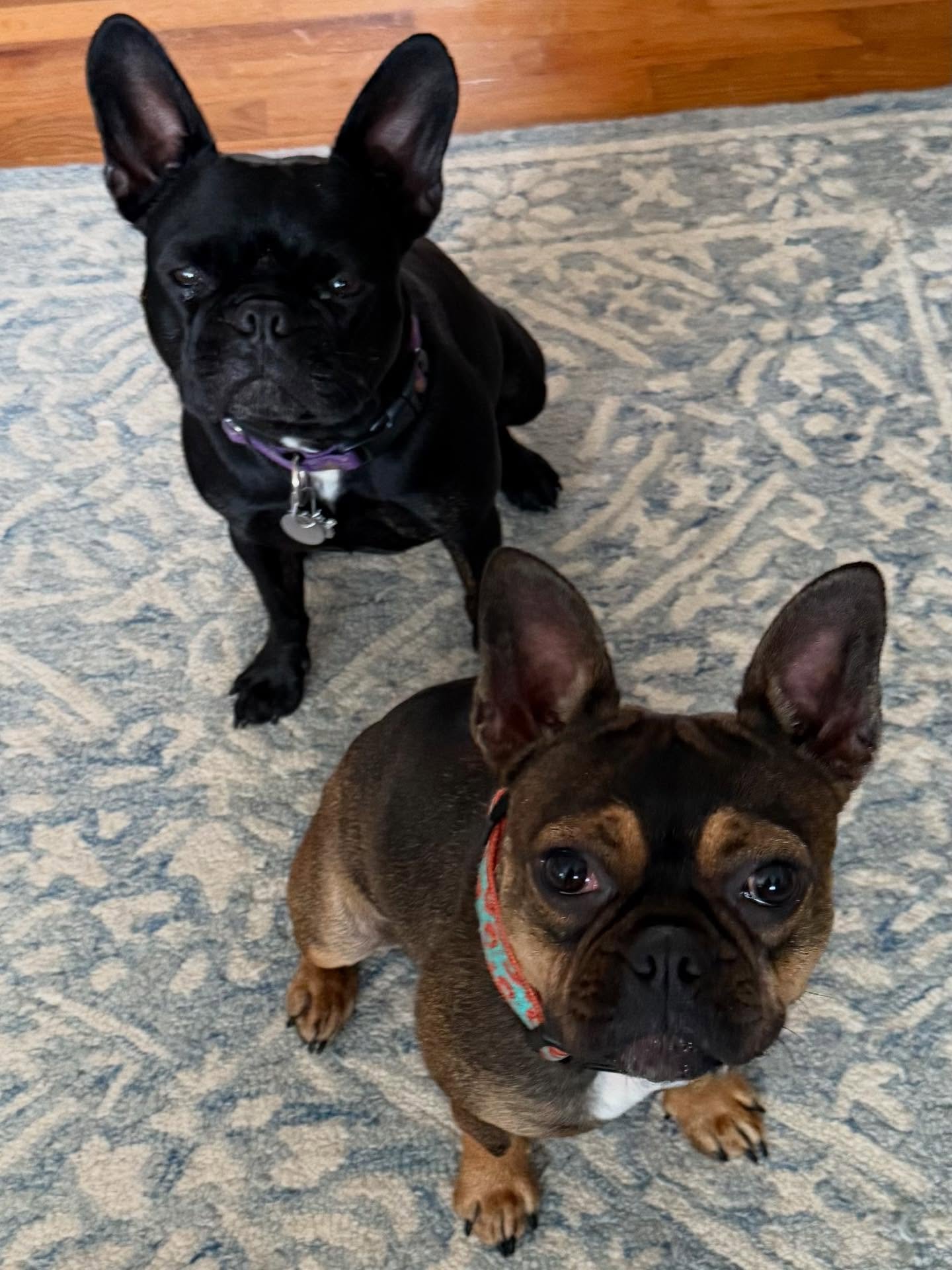 Here&rsquo;s Louie and Cee Cee! Cee Cee is a 1 yr old Frenchie mix who has reactivity at the local dog park as owners are learning how best to manage, lead and support her in the best ways both at home and on walks. Setting consistent boundaries, est