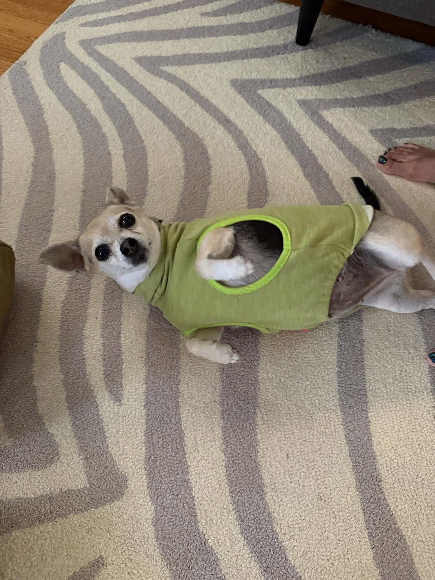 Here’s Annie! An 8 yr old Chihuahua whose owner recently passed away as family gained custody and setting her up for success in this transition. Creating healthy boundaries, allowing for separation and building new ways of communicating will as