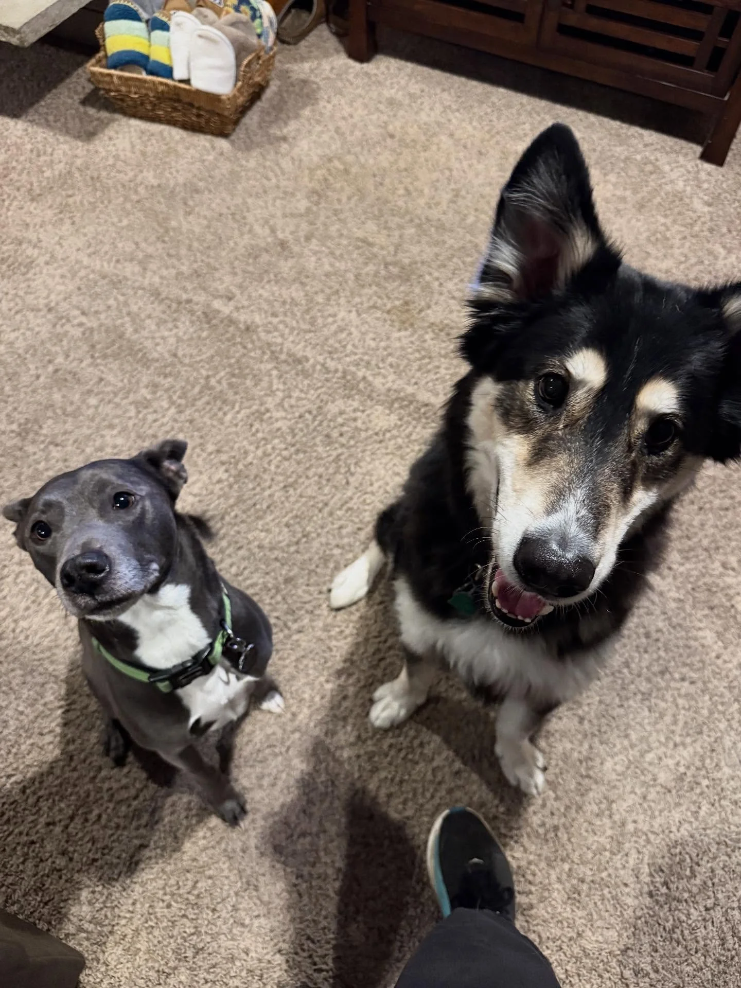 Here’s Kimo and Timber! Timber is a 7 yr old Husky/Shepherd/Border Collie mix who loves all people inside the home but is leash reactive outside. He also is very protective of their vacation home and has rushed others crossing the path of their