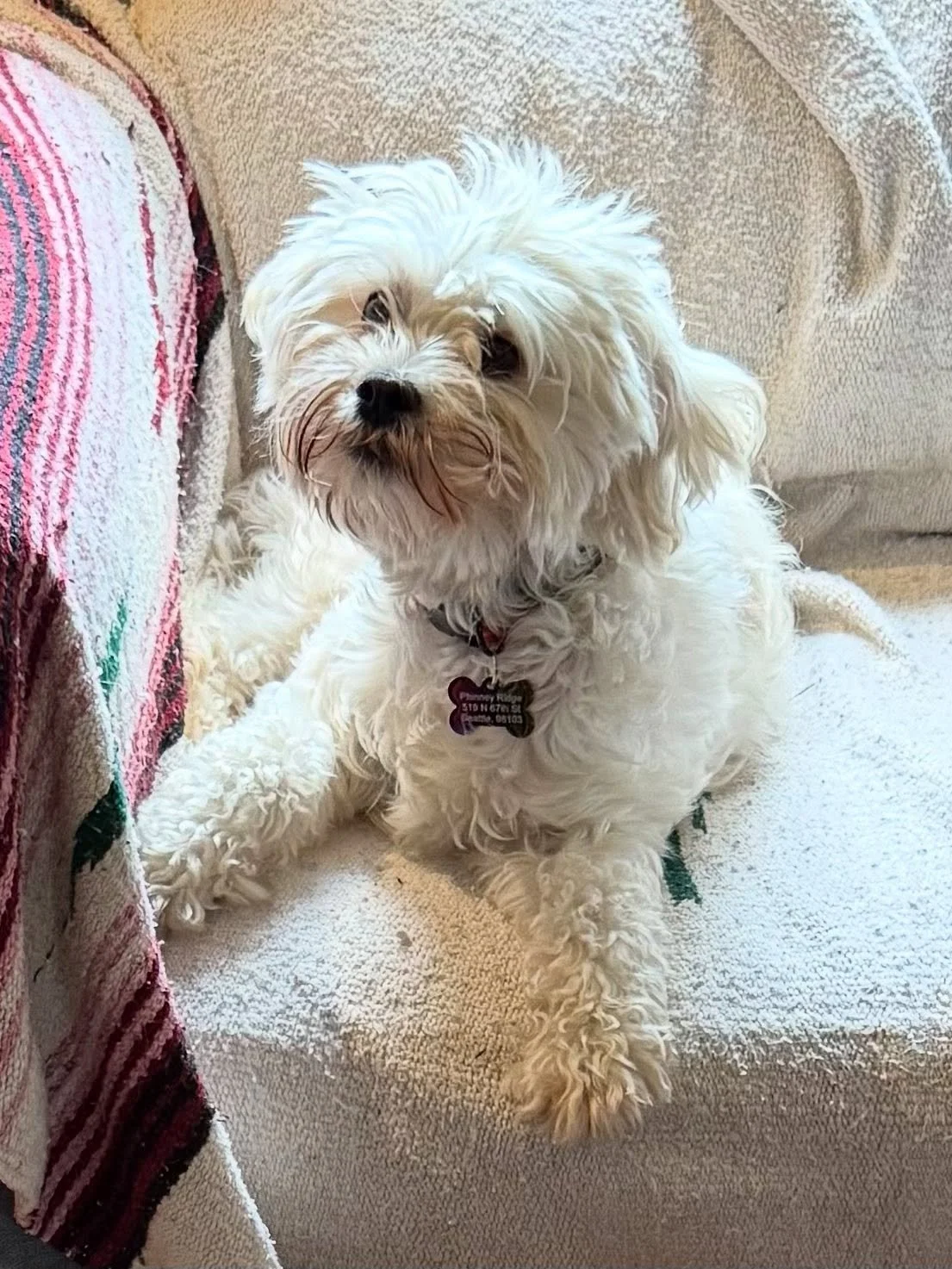 Here’s Bella (2 yr old Maltese/Poodle) and Dash (6 yr old Chihuahua mix)! Bella is new to the family as she adjusts to her new environment after just a few weeks. She loves her crate, her mom and is gaining more time in separation to build her