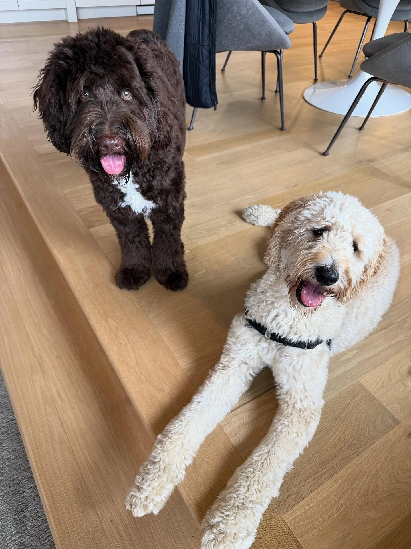 Here’s Crew (7 mo old Labradoodle) and Daisy! These two had a great session together as the family worked on managing his arousal upon greetings, staying off the couch, learning boundaries while being near owners and out of the kitchen. Discuss