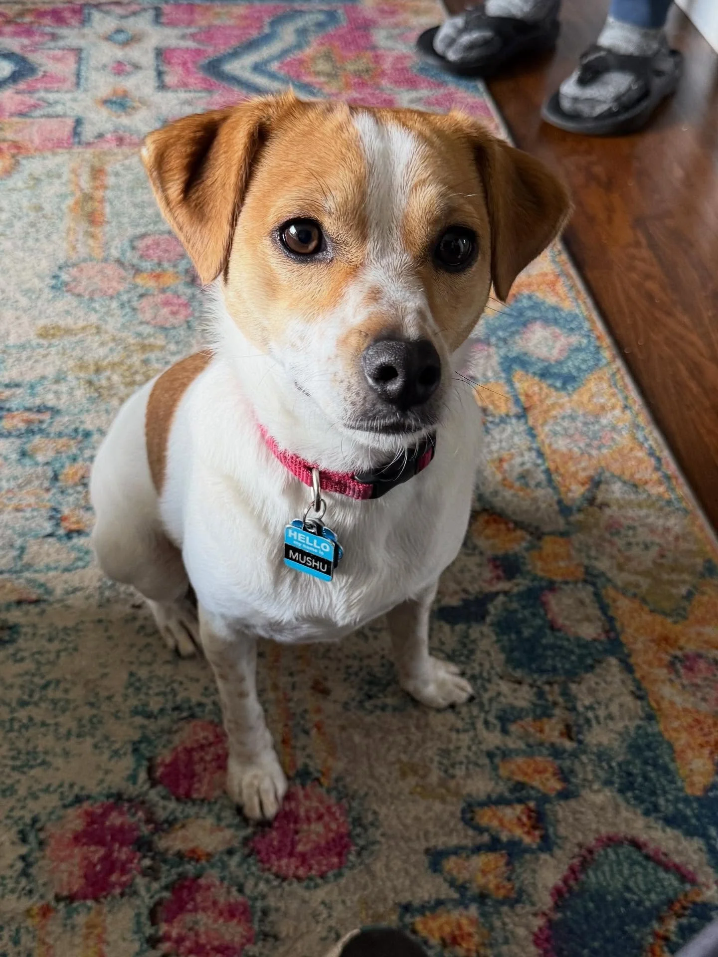 Here’s Mushu! A 1.5 yr old Jack Russell mix who jumps, paws, bites on people to gain attention. Educated owners on how best to set future boundaries and meet his needs to reduce unwanted behaviors. He is amazingly smart and was incredibly recep