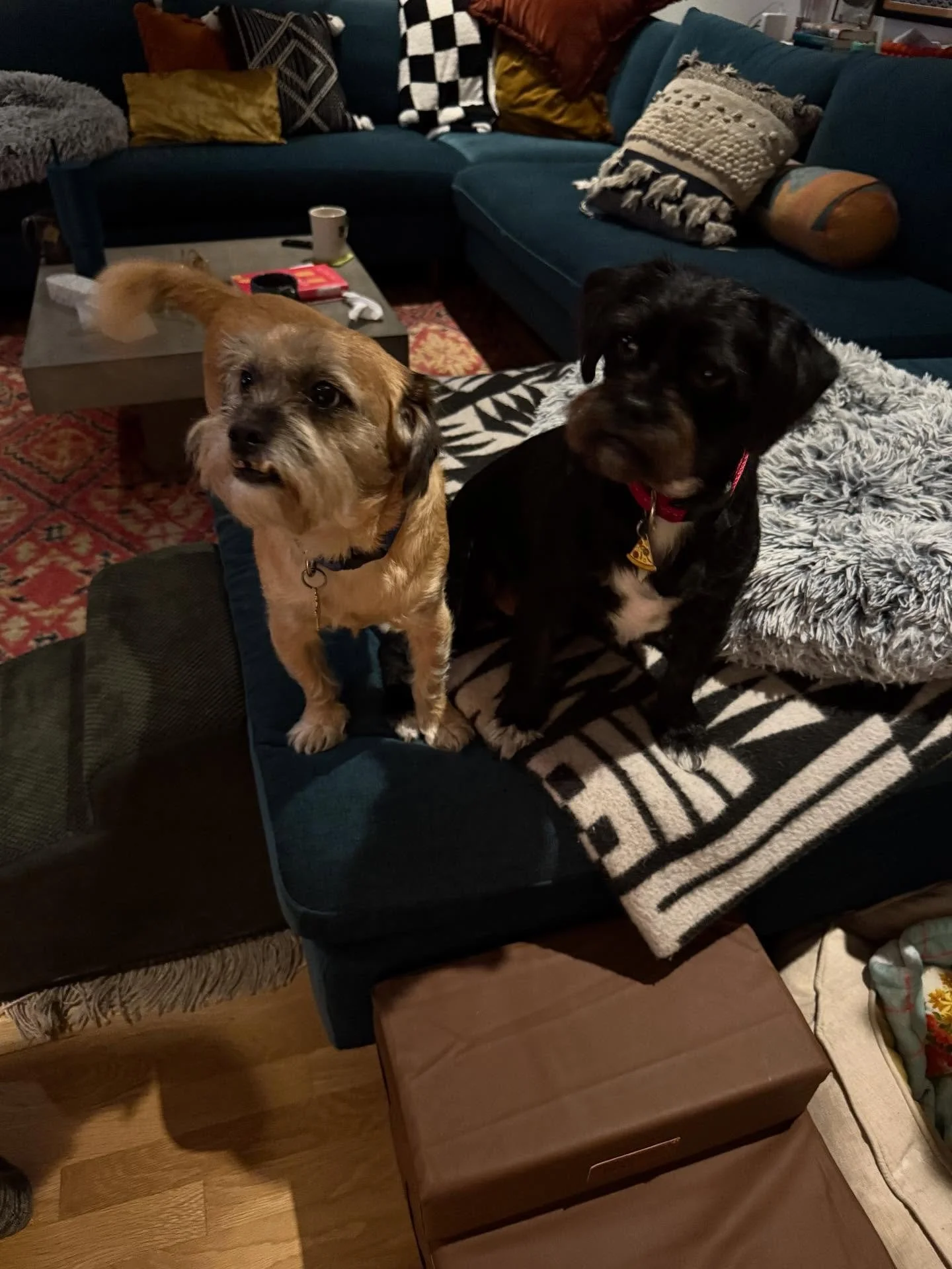 Here&rsquo;s Frank (7) and Sampha (2?)! I have not seen these two for over a year as we tackled inconsistent eating patterns, reluctance of play dynamics, setting effective boundaries to reduce conflict and leash reactivity response. These are two ve