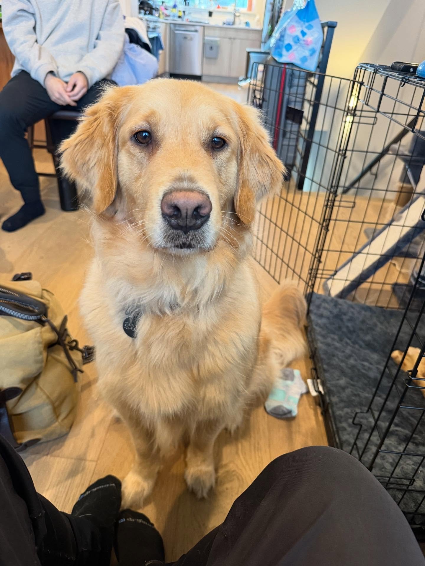 Here&rsquo;s Ivy! A 3 yr old Golden Retriever who can get very excited on leash when seeing other dogs and pull. Educated owners how to utilize exercises to strengthen their connection and communication while improving leash management. Looking forwa