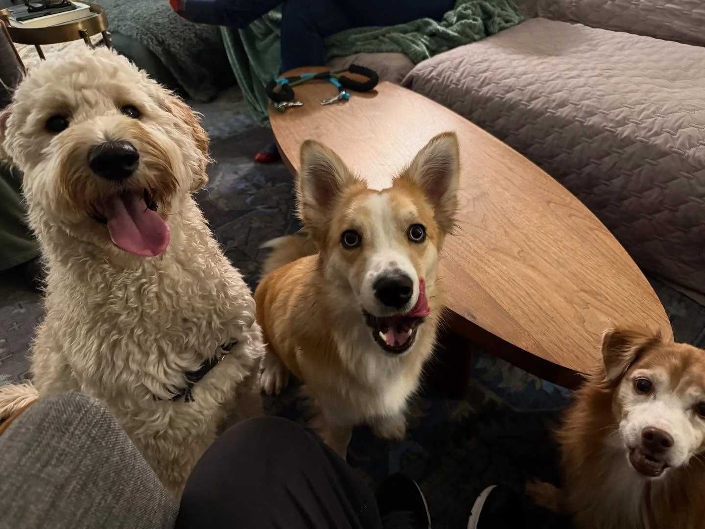 Here&rsquo;s Daisy, Bowie and Finn! Introduced both of these dogs on leash to improve observation and patience to listen and allow the dogs to react and adjust with sound leadership. Bowie&rsquo;s reactivity has improved significantly with greater aw