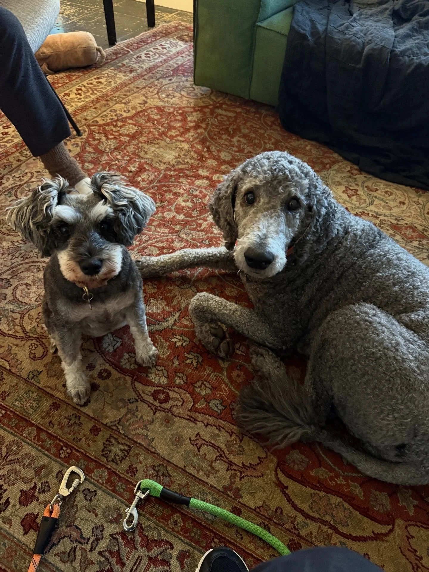 Here&rsquo;s Brigitte (7 yr old Mini Schnauzer) and Misha (Standard Poodle)! Brigitte is bold, intense and bossy while Misha is mild mannered and chill. These two have different ways of expressing arousal from persistent barking for Brigitte and jump