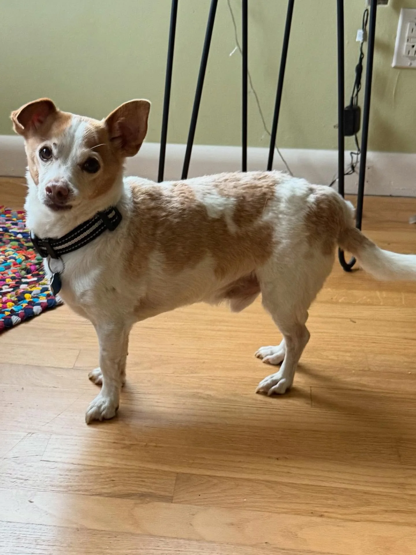 Here&rsquo;s Harley! An 11 year old Chihuahua mix who has exhibited some unusual barking at a specific range of time in the late afternoon and will also be distracted by unknown sounds or stimulation outside that are not visible. Harley is very conne
