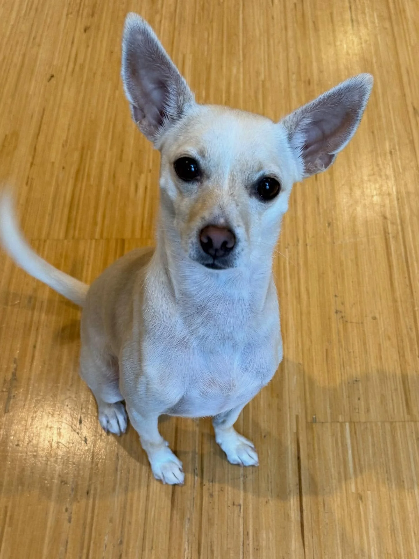 Here&rsquo;s Bean! A 3 yr old Chihuahua mix who barks at dogs both at home and especially on walks. She can feel unsure at times and also excited at the same time. Her behavior around humans is great but the escalation in barking can be challenging t
