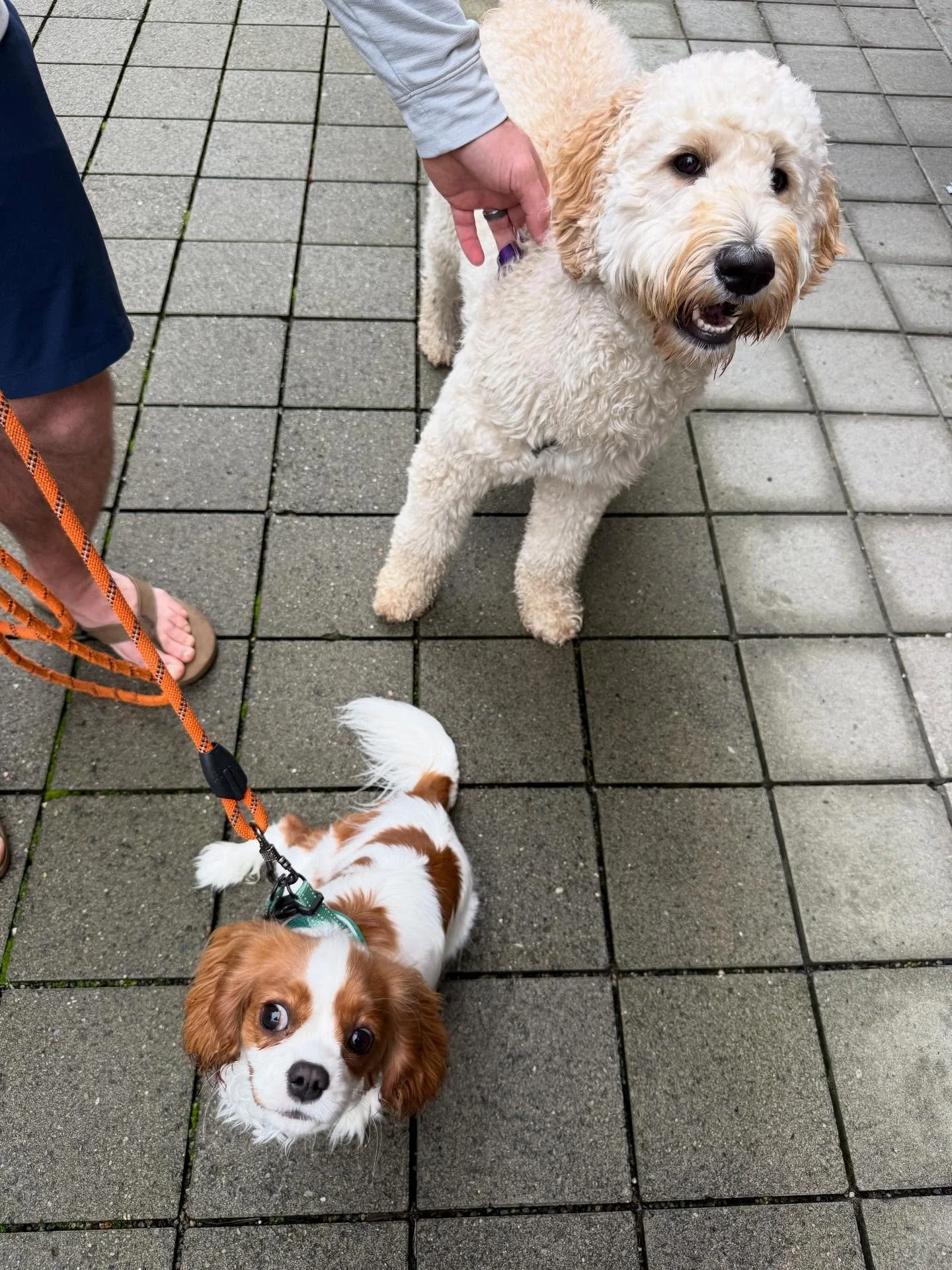 Here&rsquo;s Holly (11 mo old Cavalier King Charles) and Daisy! We worked on managing her greeting arousal, jumping and interactions with her cat brotherTeddy. Holly did so great learning new skills, freedom and protocols for good obedience around st