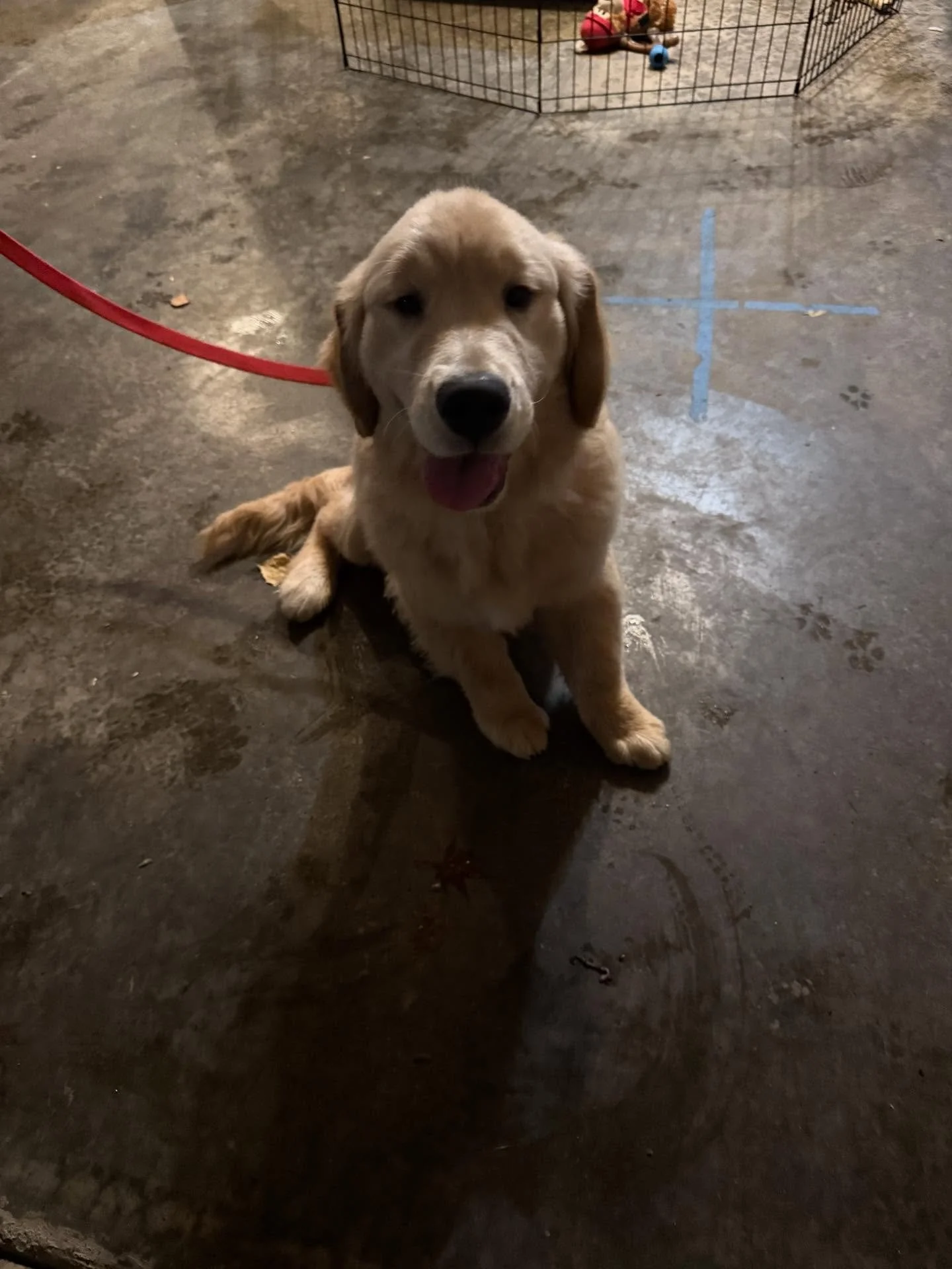 Here&rsquo;s Kobe! A 4 mo old Golden Retriever who is learning pen and crate training, potty training and how best to manage impulse control, jumping, physical and mental enrichment and decompression strategies to allow for calmer family time. Kobe&r