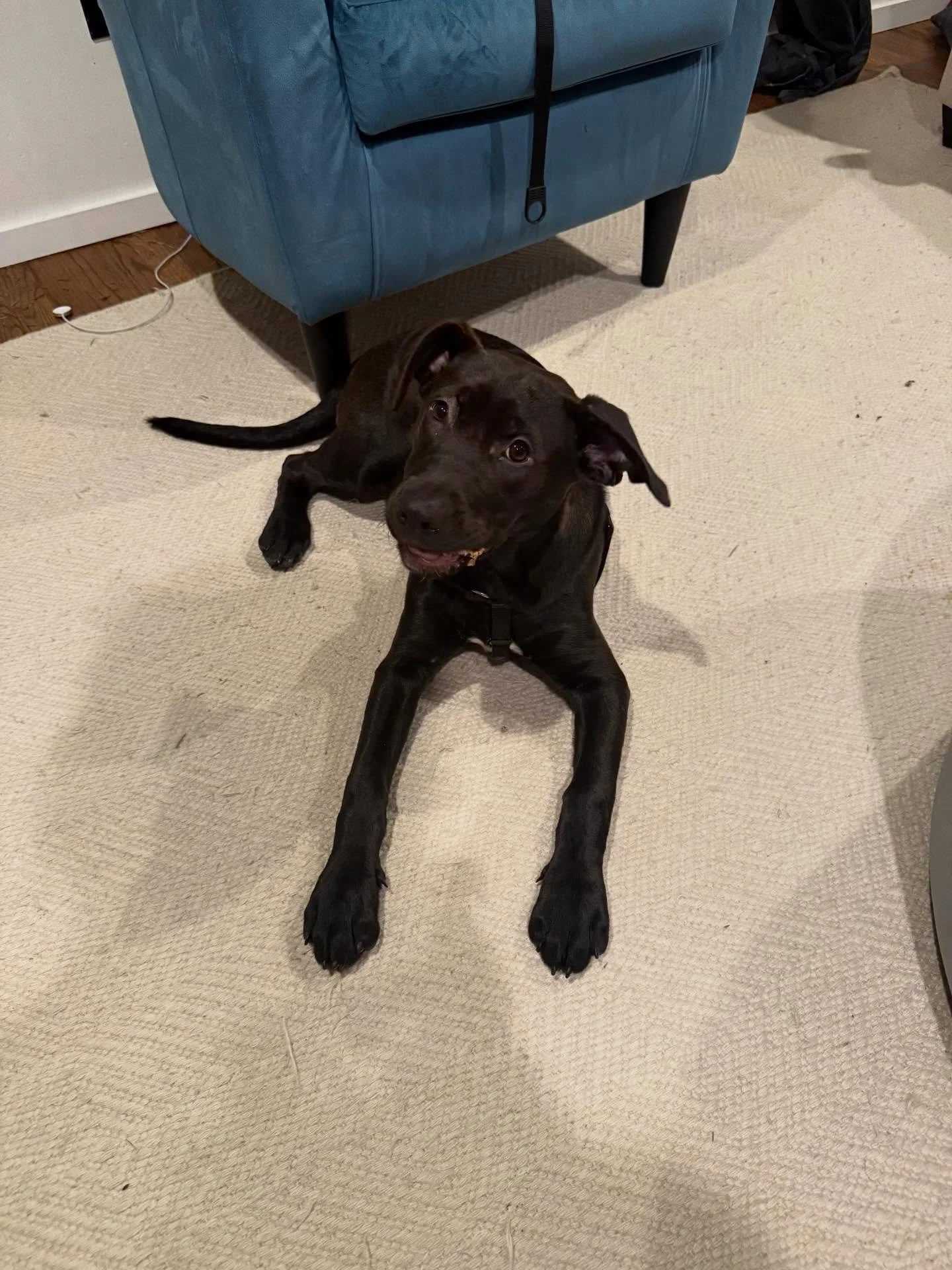 Here&rsquo;s Mabel (4 mo Lab/Pit mix) and Margie (7 yr old Frenchie)! Teaching and managing a very young energetic puppy has been a challenge for her family as well as the dynamics with Margie and the cat. Creating a consistent schedule, setting boun