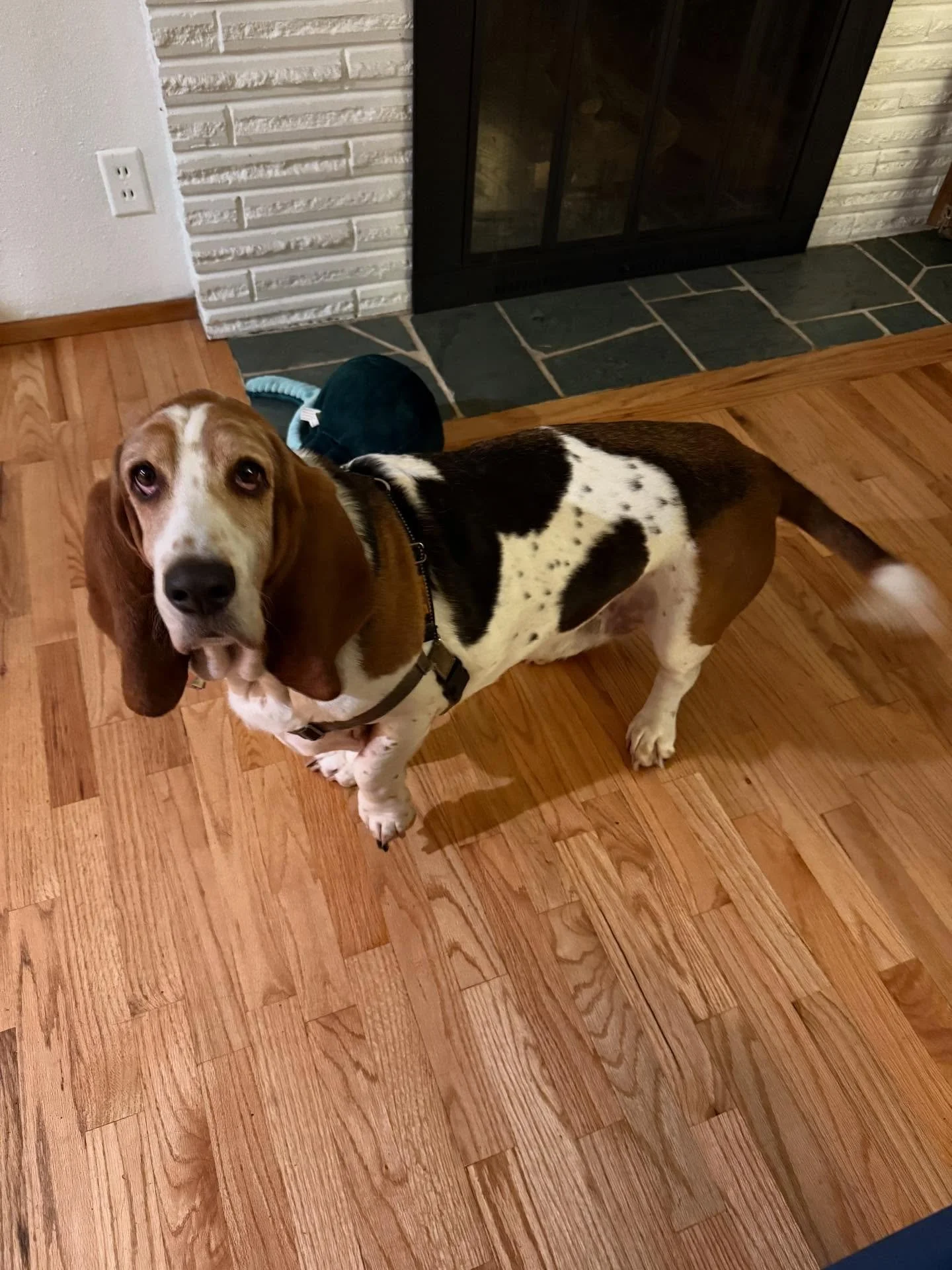 Here&rsquo;s Louis (8) and Oscar (11)! These two are learning how to be around each other to eventually cohabitate while taking in Louis&rsquo; resource guarding tendencies and Oscar&rsquo;s anxiety and energy. We had a very productive initial sessio