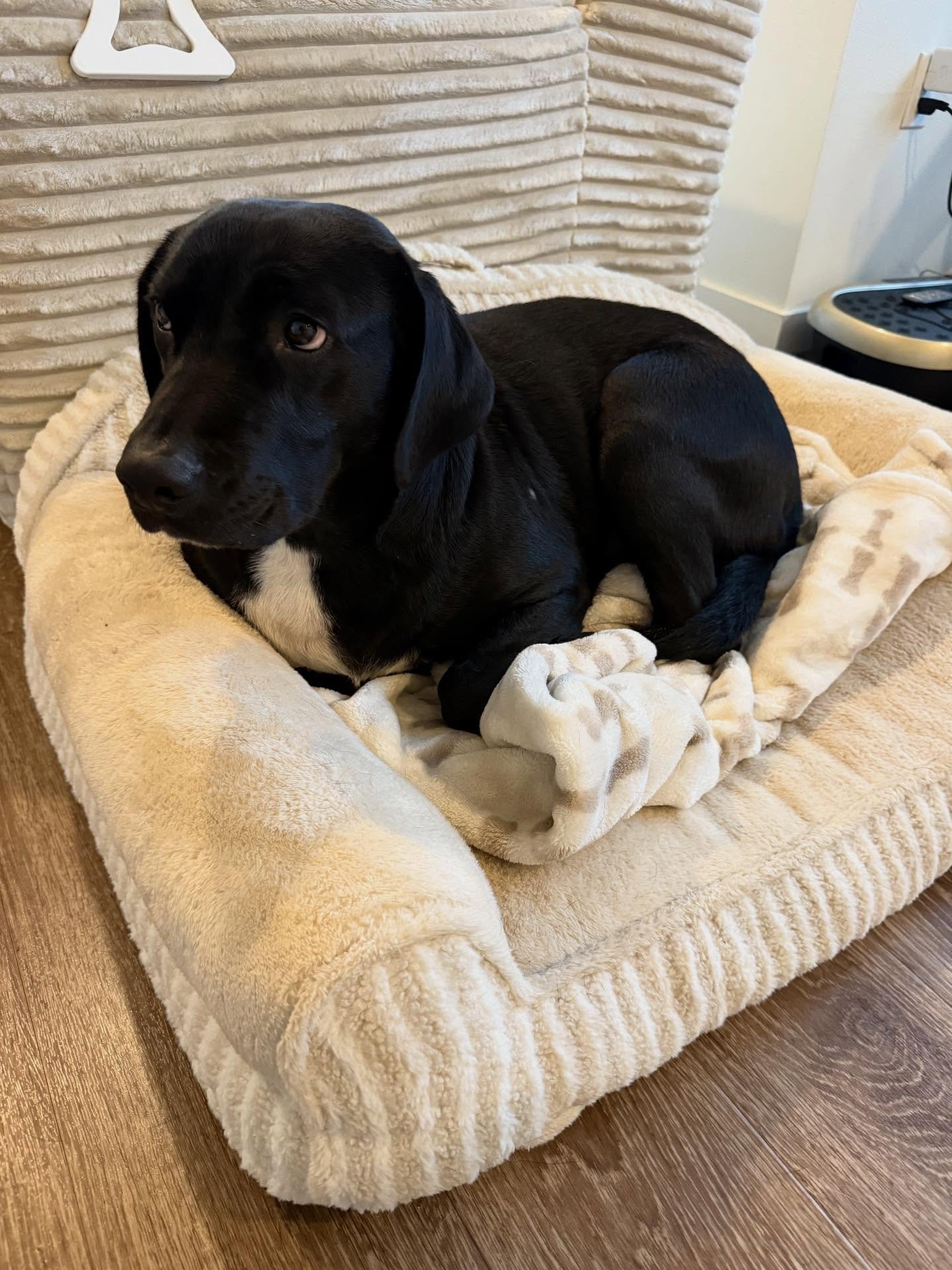 Here&rsquo;s Maya! A 4 yr old Lab mix who is very emotionally intelligent, mature, sweet and enjoys walks and particularly squirrels. Educated owners how to listen, lead and manage her around other dogs who create reactions/barking and also slowing d