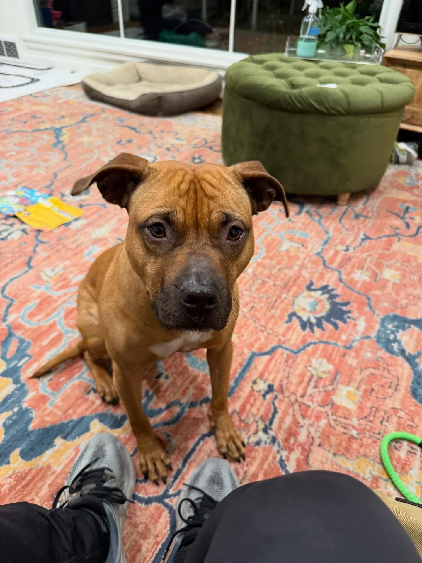 Here&rsquo;s Millie! A very sweet and gentle 5yr old Pitbull mix who can become more aroused and enthusiastic when visitors arrive, mouthiness when seeking attention or mugging and also managing greater numbers of guests and kids. Educated owners on 