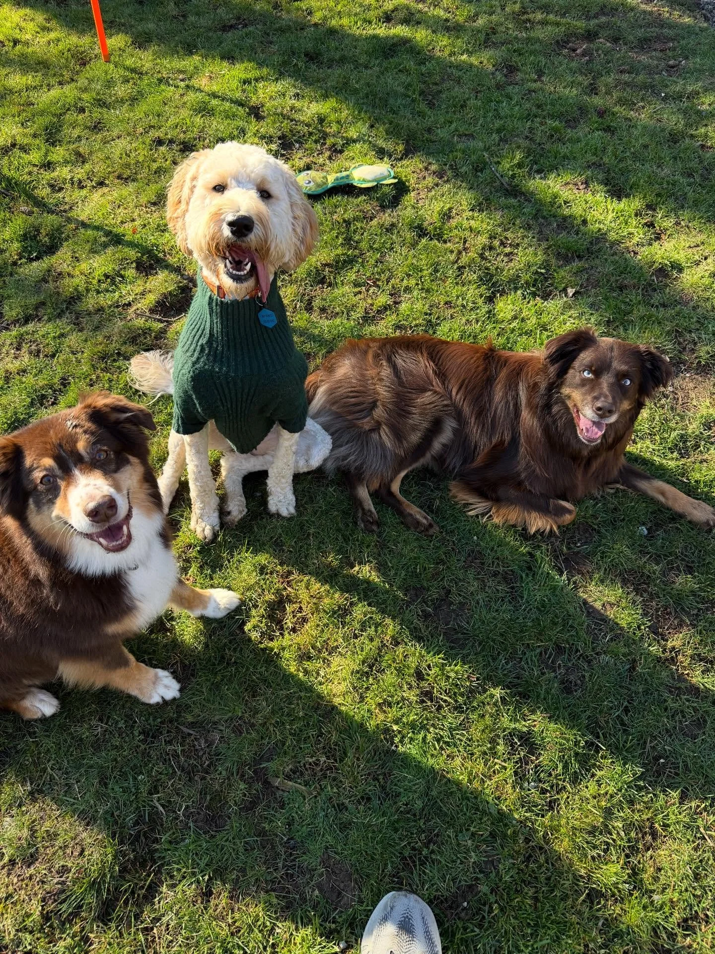 Here&rsquo;s Jupiter (8), Daisy (1) and Callisto (2.5)! Calli initially presented as a reactive Australian Shepherd and exhibited jealousy when attention was directed towards Jupiter in the absence of clear rules and boundaries. Through the introduct