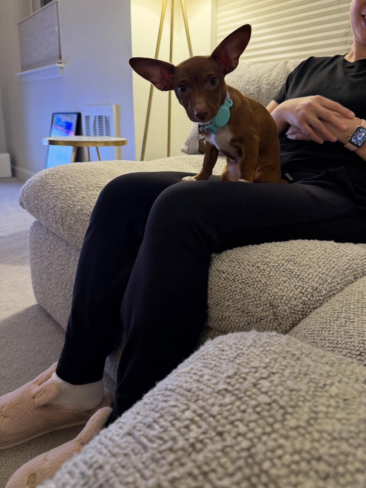 Here&rsquo;s Eve! She is a 3 month old Chiweenie who is learning potty training skills, crate training, separation and independence and managing alert barking and biting. Eve was unsure when I arrived and barked due to nervousness and anxiety but int