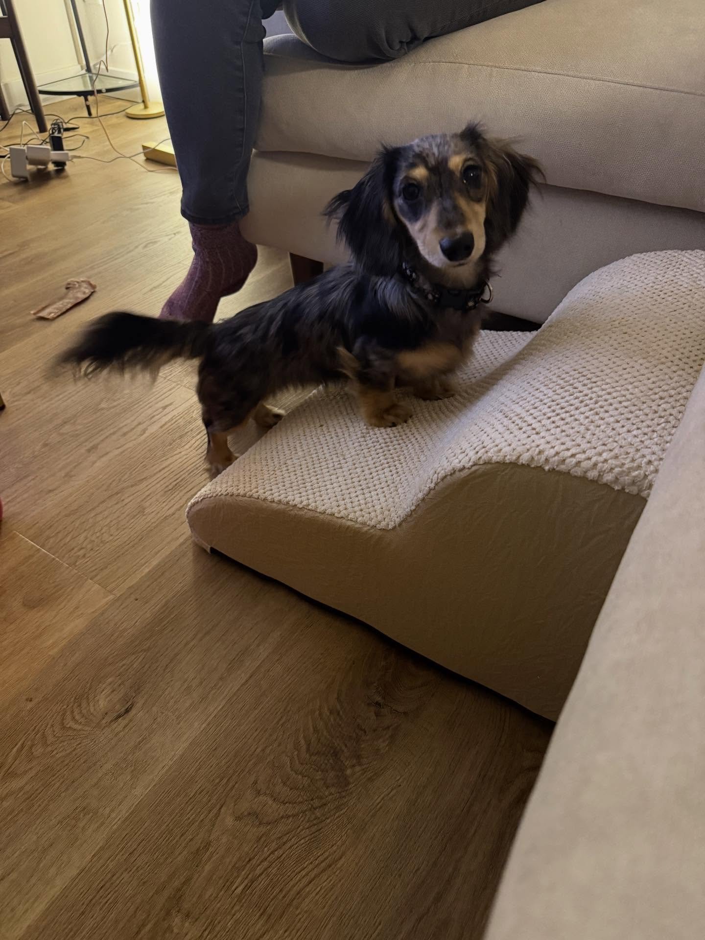 Here&rsquo;s Daisy! A 6 mo old Mini Dachshund who is challenged to learn proper potty behaviors, crate and separation training and general boundaries and obedience. Setting up owner with consistent protocols and strategies to teach Daisy these valuab