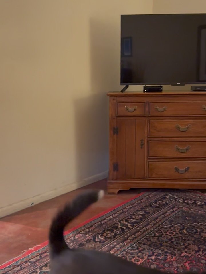 Here&rsquo;s Nattie! 5.5 yr old Border Collie/Boston Terrier mix who exhibits noise phobia and anxiety hearing random sounds in her home below a veterinary clinic. Educated owner how to teach, manage and lead her more effectively and use mental stimu