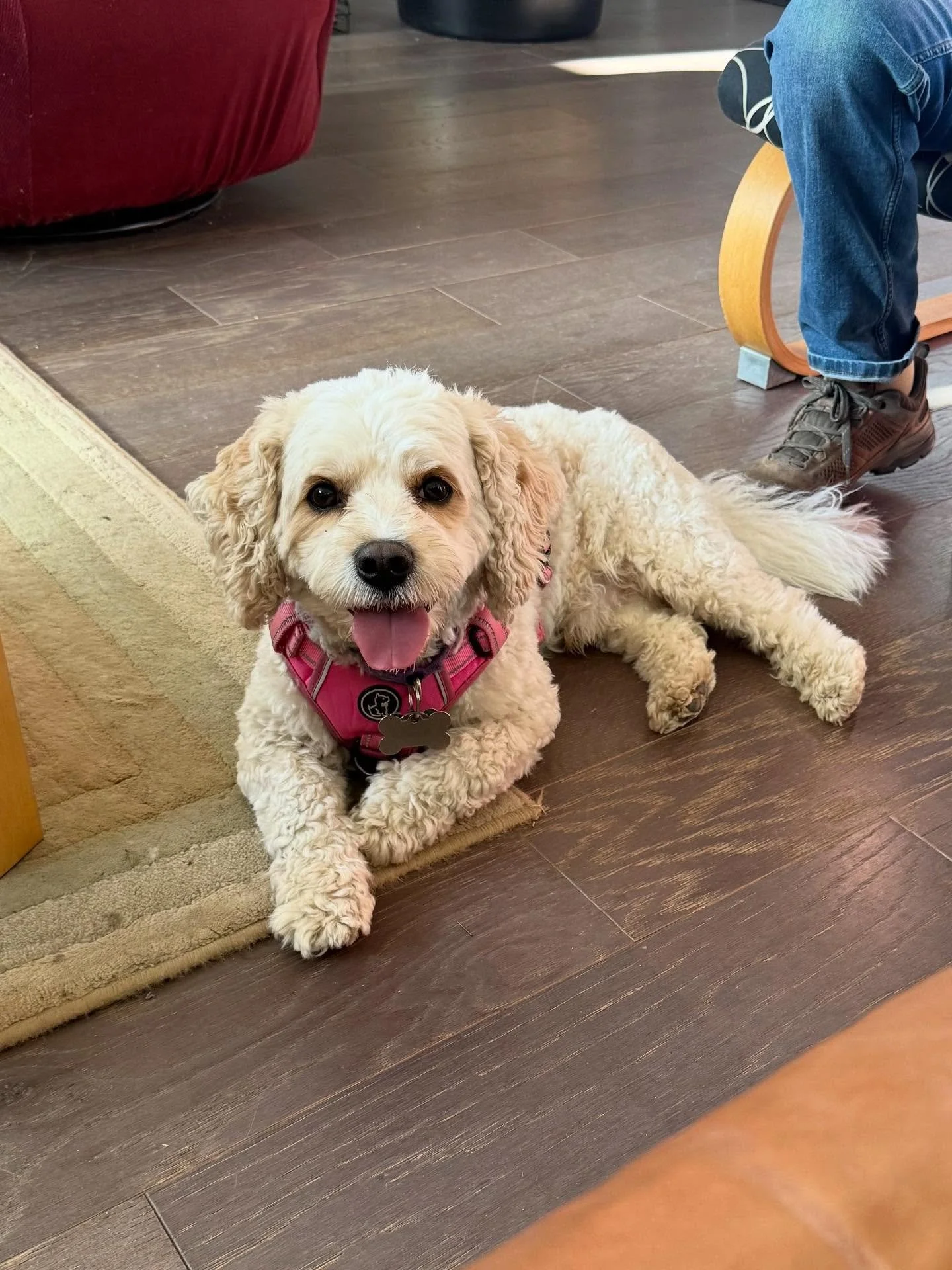 Here&rsquo;s Smily Lewis! A 5.5 yr old Cavapoo who pulls persistently on walks, demand barks/jumps for attention and reacts to other dogs and the mailman. Educated owners how to establish better boundaries and systems to communicate and teach fundame