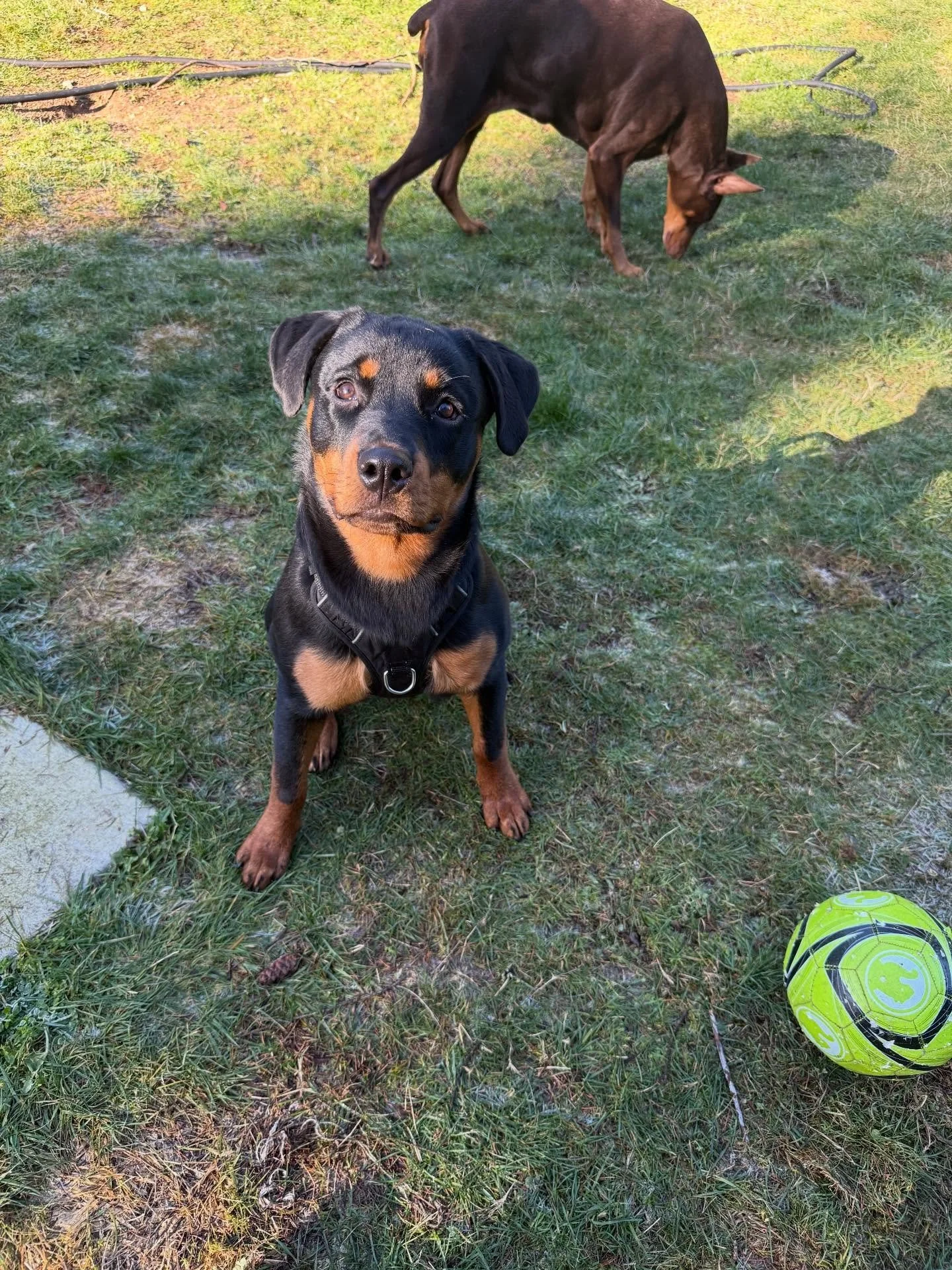Here&rsquo;s Sunny (6 mo Rottweiler) and Cela (12 yr Doberman)! Educated family of 6 best practices to manage and teach Sunny rules, boundaries and limits to establish good manners, reduction of resource guarding, biting Cela and jumping. Also establ