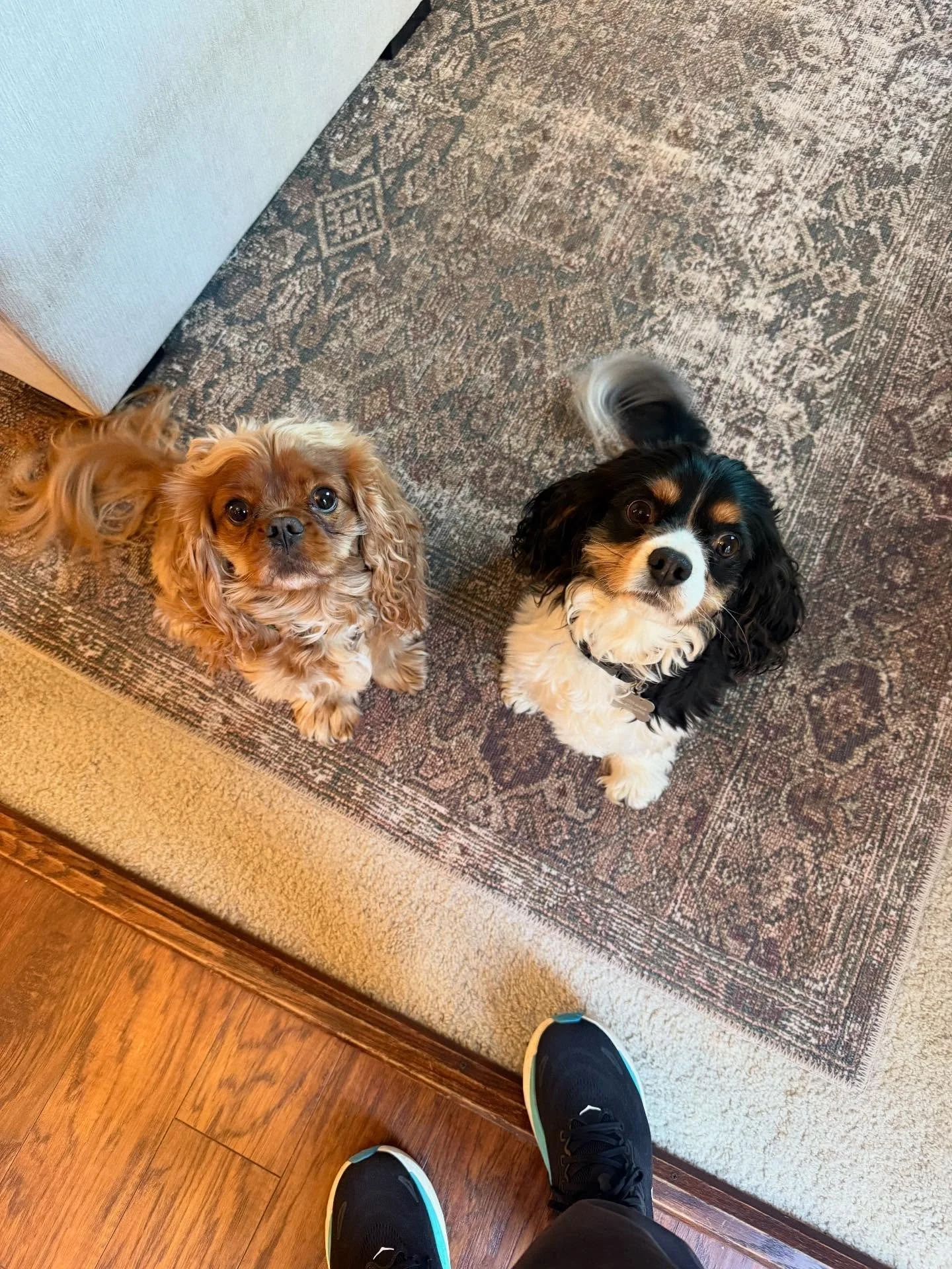 Here&rsquo;s Gus and Winston (6 yr old King Charles Spaniel)! Winston is an anxious dog who constantly follows, licks, demand barks and is leash reactive on walks. He lives in a very busy household full of young children and requires greater boundari