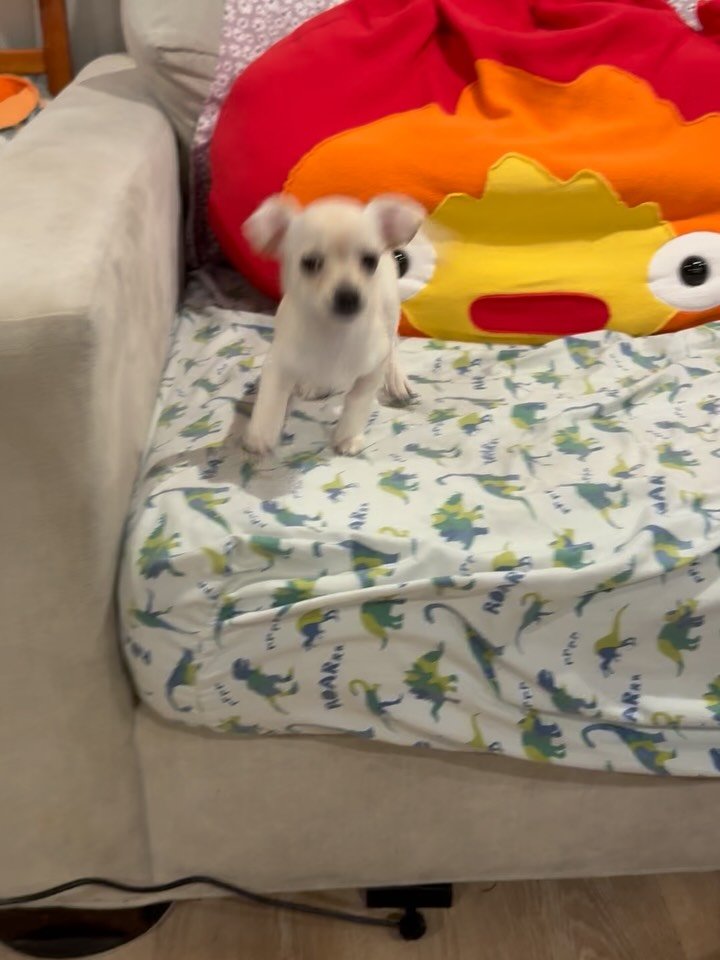 Here&rsquo;s Vashon! A tiny 9 week old Chihuahua/Terrier mix who is very sweet, energetic, fearless and playful! She is a new foster to a family with 2 other adult dogs and assisting them in the early transition to setting good routines for potty, ea