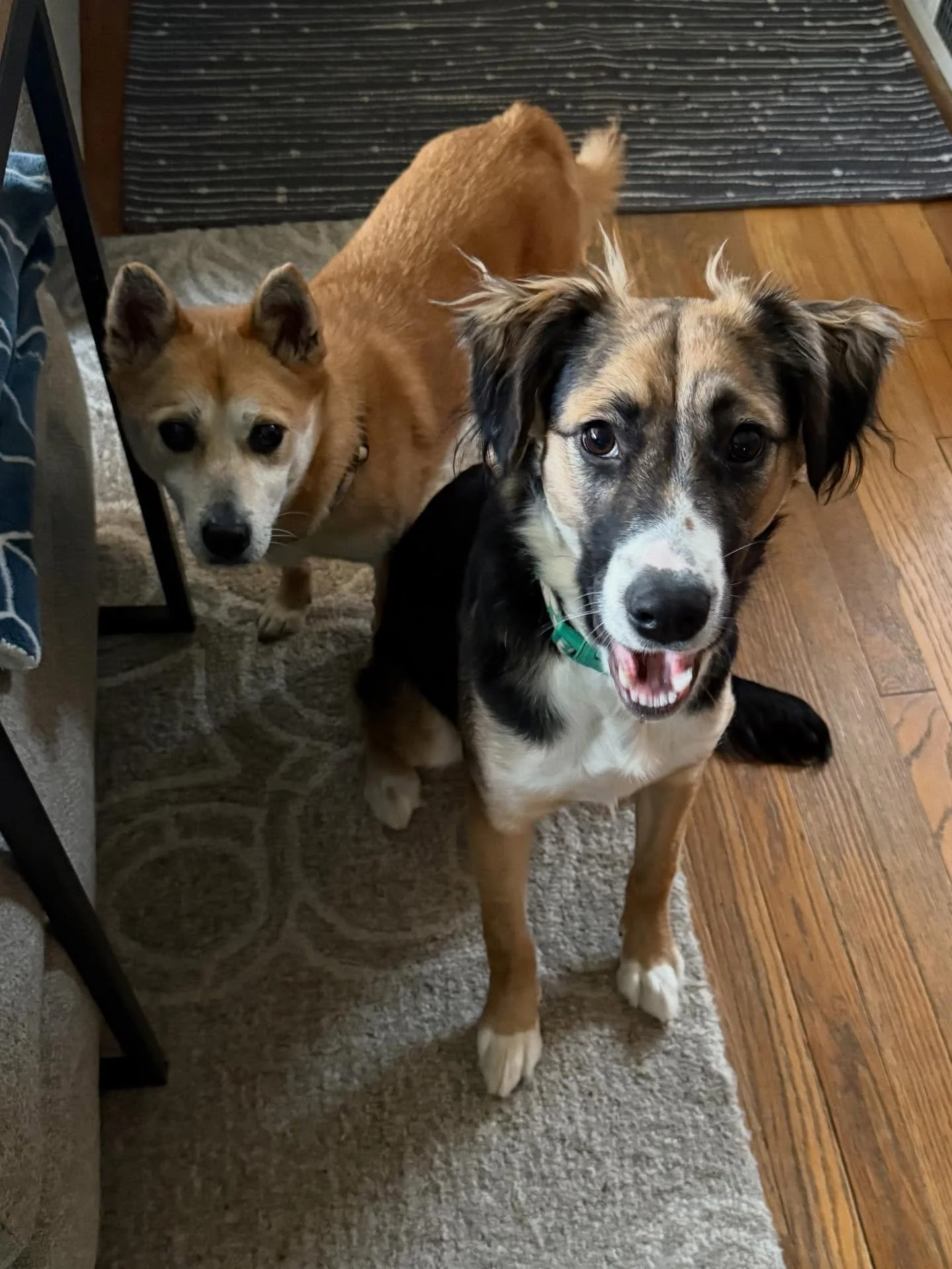 Here&rsquo;s Felix (10 yr old Korean Jindo) and Tilda (10 mo old Border Collie mix from La Paz)! Tilda has challenges with random noises in the city that stresses her out, anxious with new visitors but is energetic, smart and very affectionate. Educa