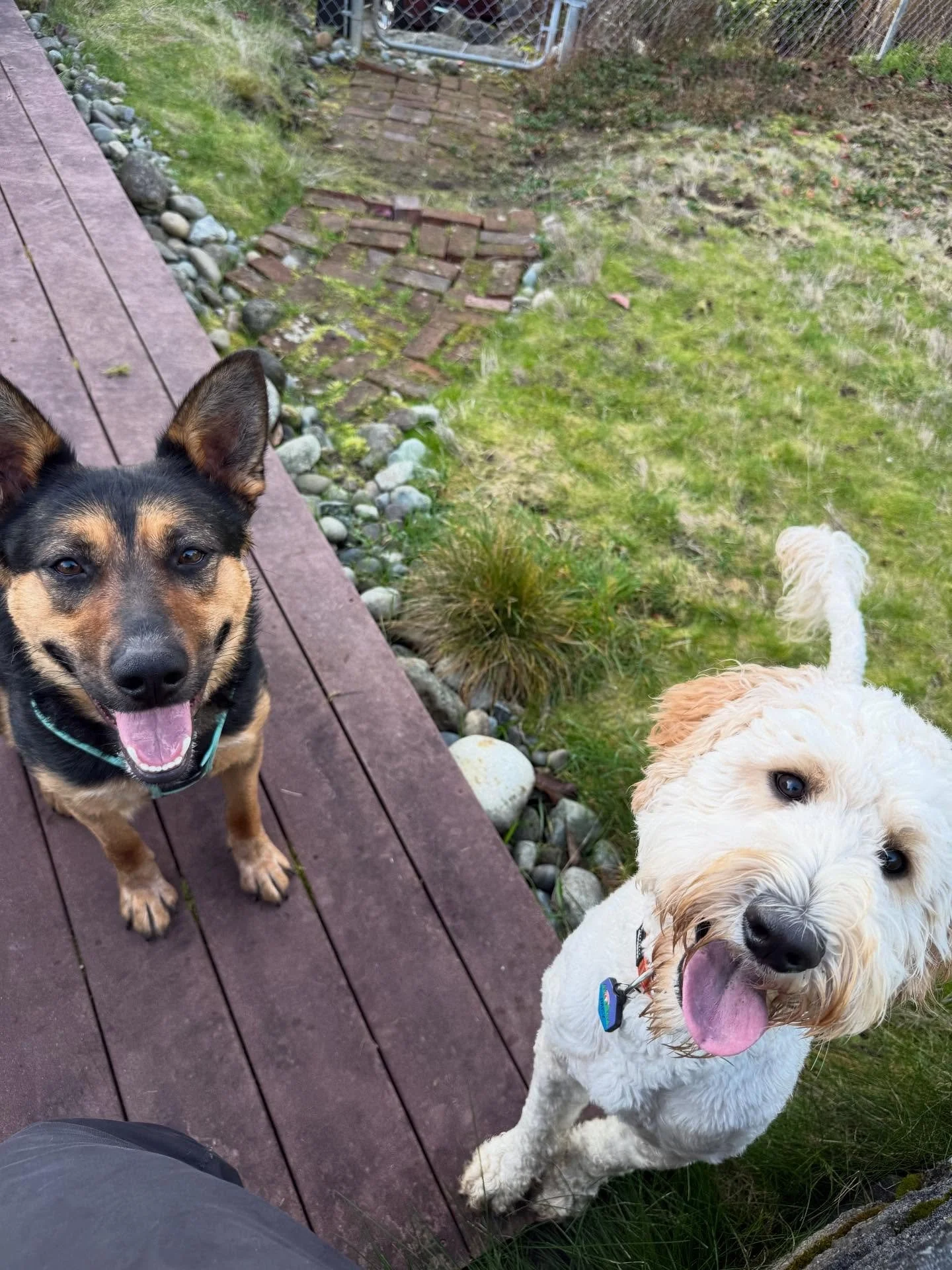Here&rsquo;s Zoey (1) and Daisy! This was their first meeting together after tense and challenging beginnings with me in her home and territory. Owner doing a great job of reinforcing good patterns and skills to strengthen their connection while Dais